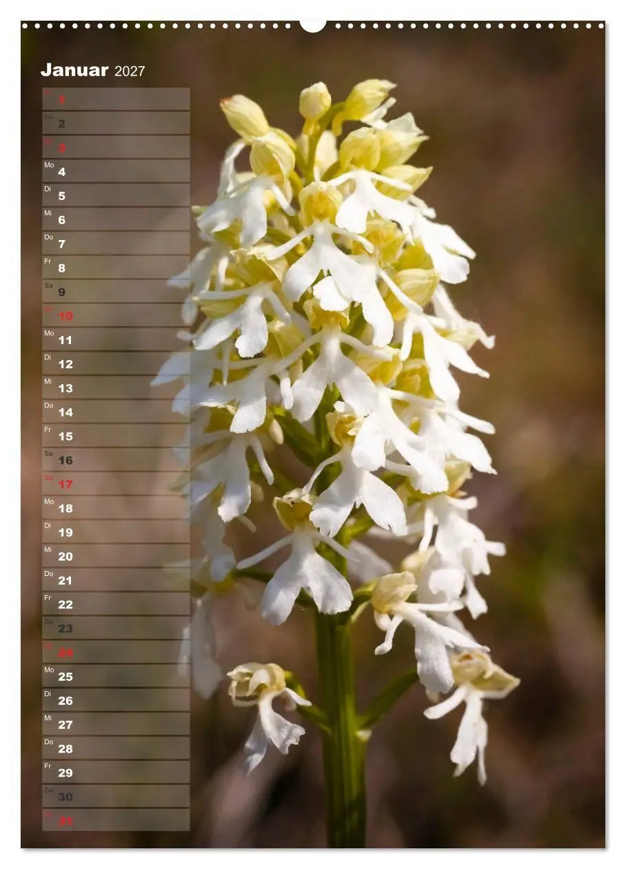 Bild: 9783569564954 | Auf der Suche nach Orchideen in Deutschland (Wandkalender 2027 DIN...
