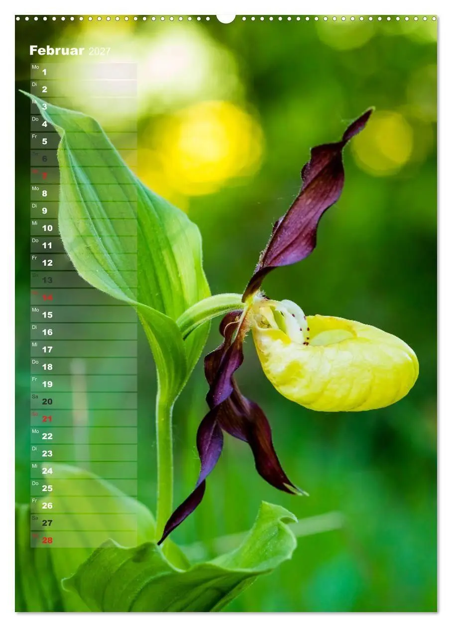 Bild: 9783569564954 | Auf der Suche nach Orchideen in Deutschland (Wandkalender 2027 DIN...