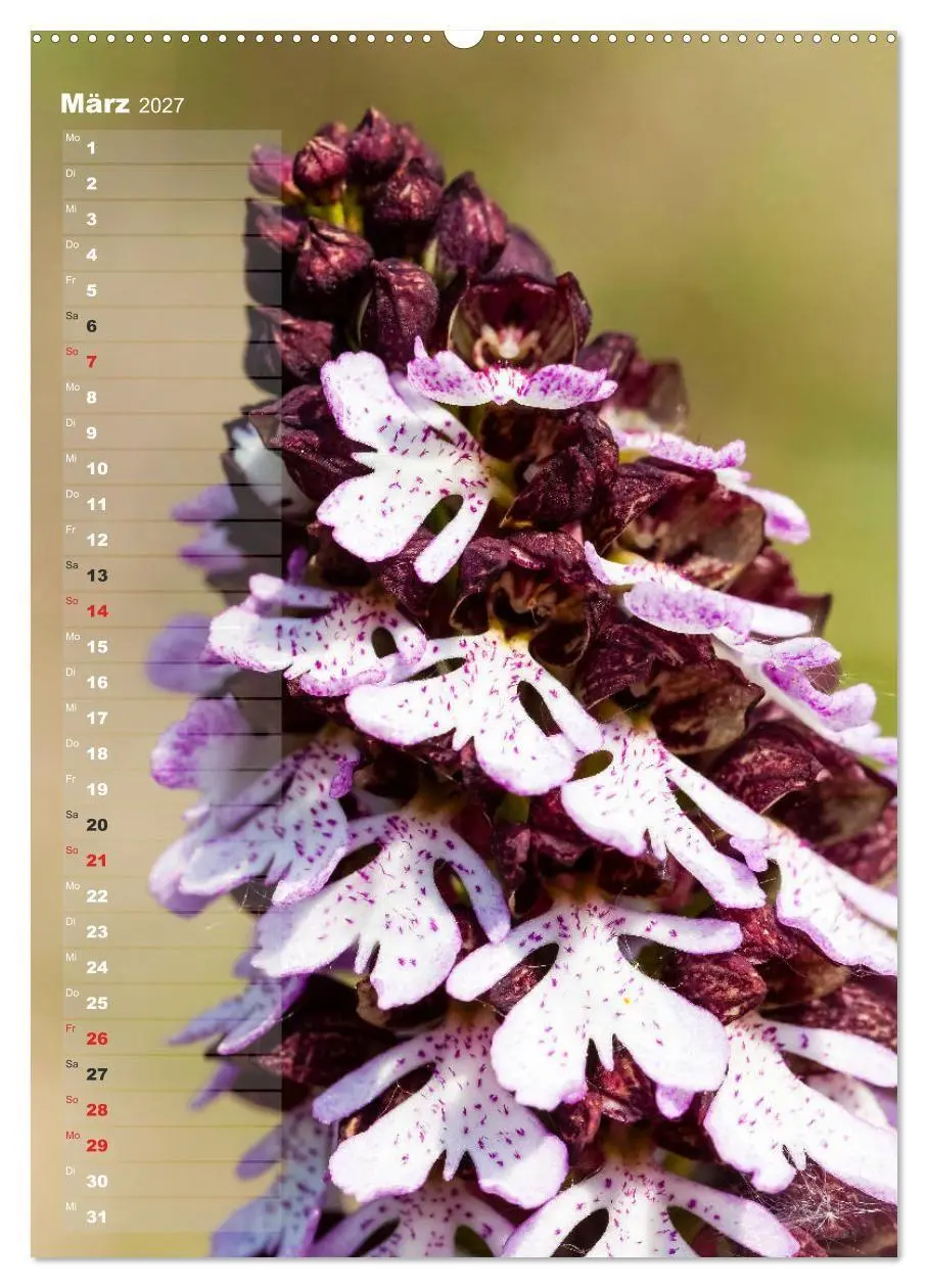 Bild: 9783569564954 | Auf der Suche nach Orchideen in Deutschland (Wandkalender 2027 DIN...