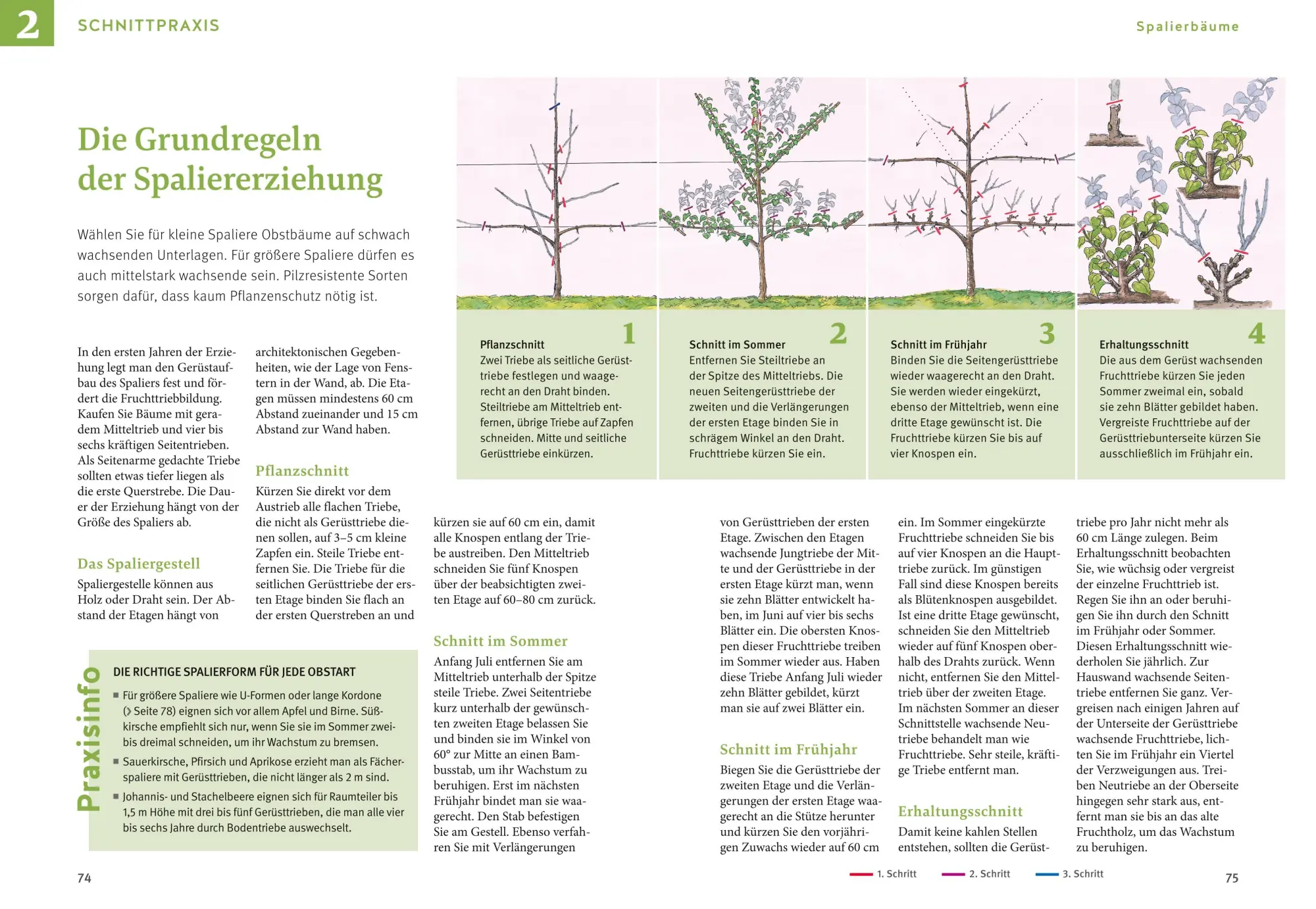 Bild: 9783833894954 | Obstgehölze schneiden | Schritt für Schritt zu reicher Ernte | Haas