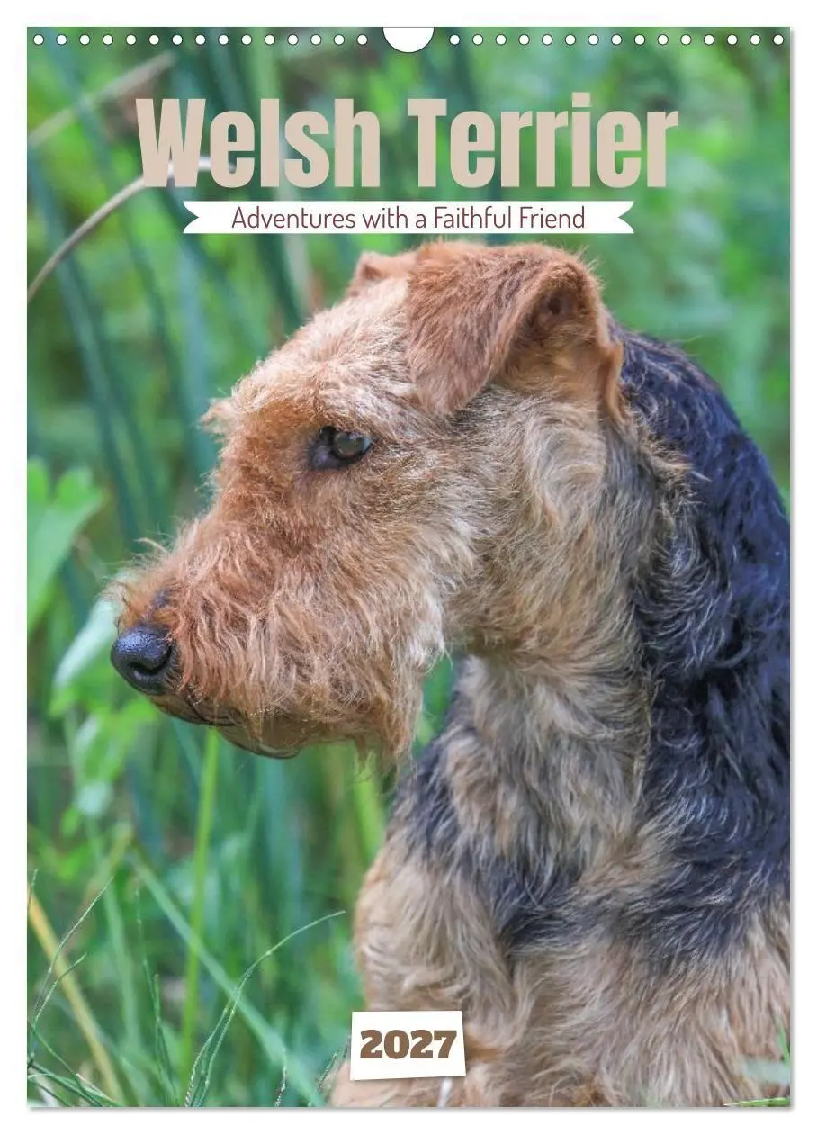 Cover: 9783594405154 | Welsh Terrier - Adventures with a Faithful Friend (Wall Calendar...