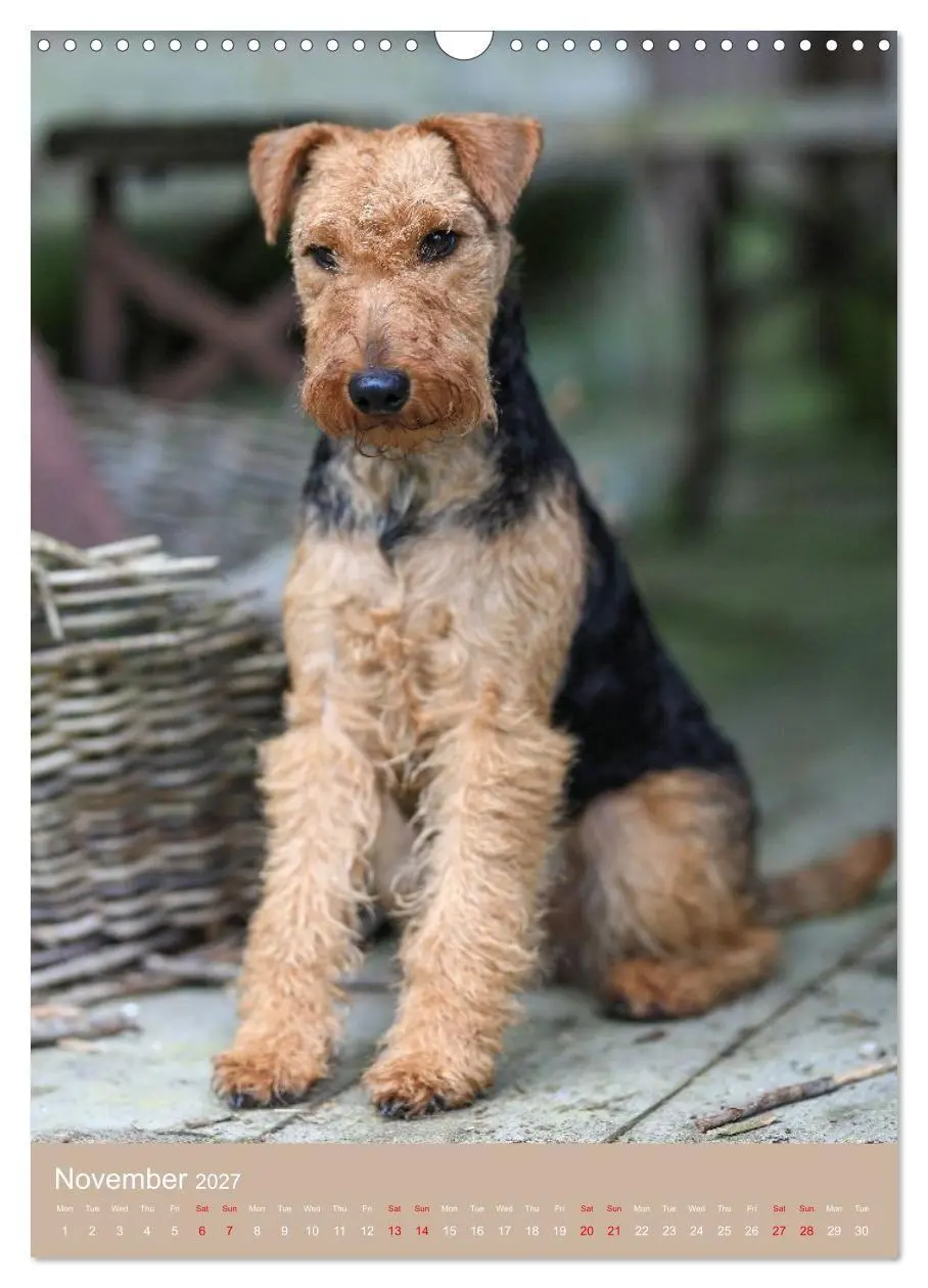 Bild: 9783594405154 | Welsh Terrier - Adventures with a Faithful Friend (Wall Calendar...