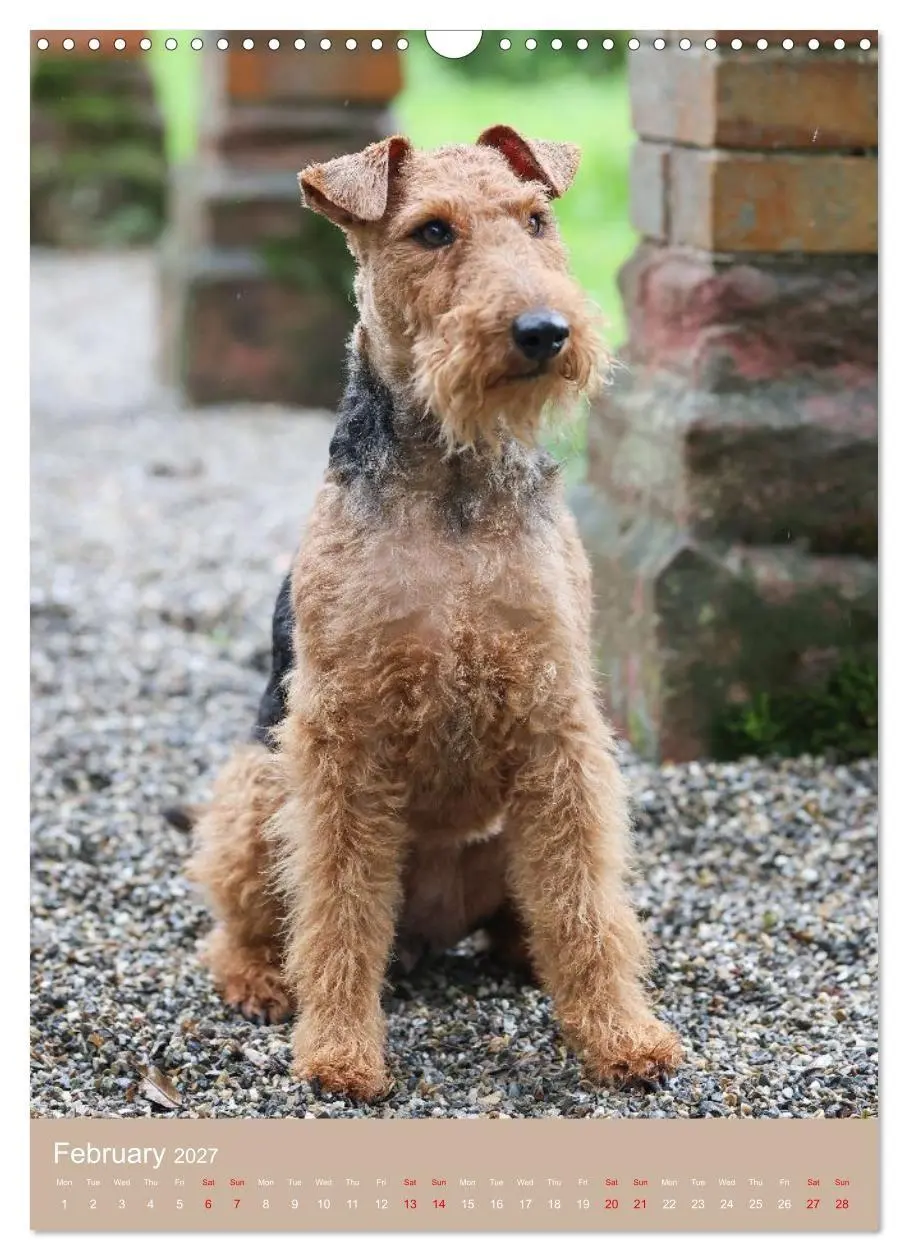 Bild: 9783594405154 | Welsh Terrier - Adventures with a Faithful Friend (Wall Calendar...