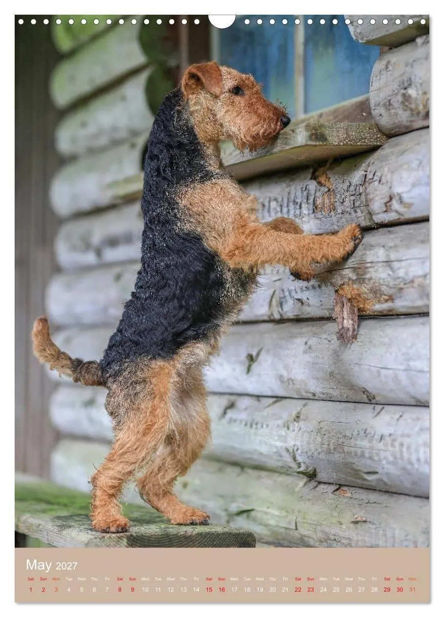 Bild: 9783594405154 | Welsh Terrier - Adventures with a Faithful Friend (Wall Calendar...
