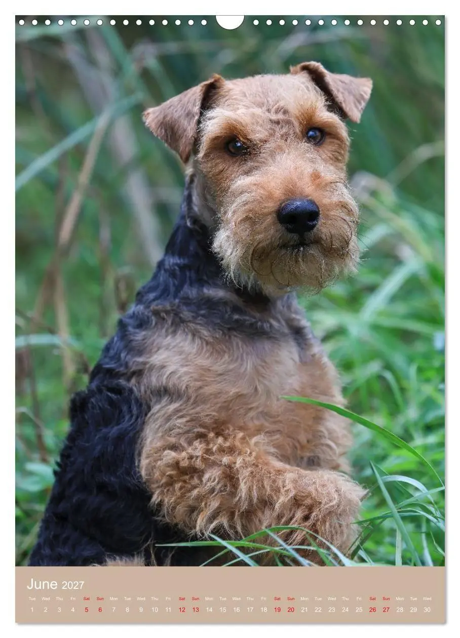Bild: 9783594405154 | Welsh Terrier - Adventures with a Faithful Friend (Wall Calendar...