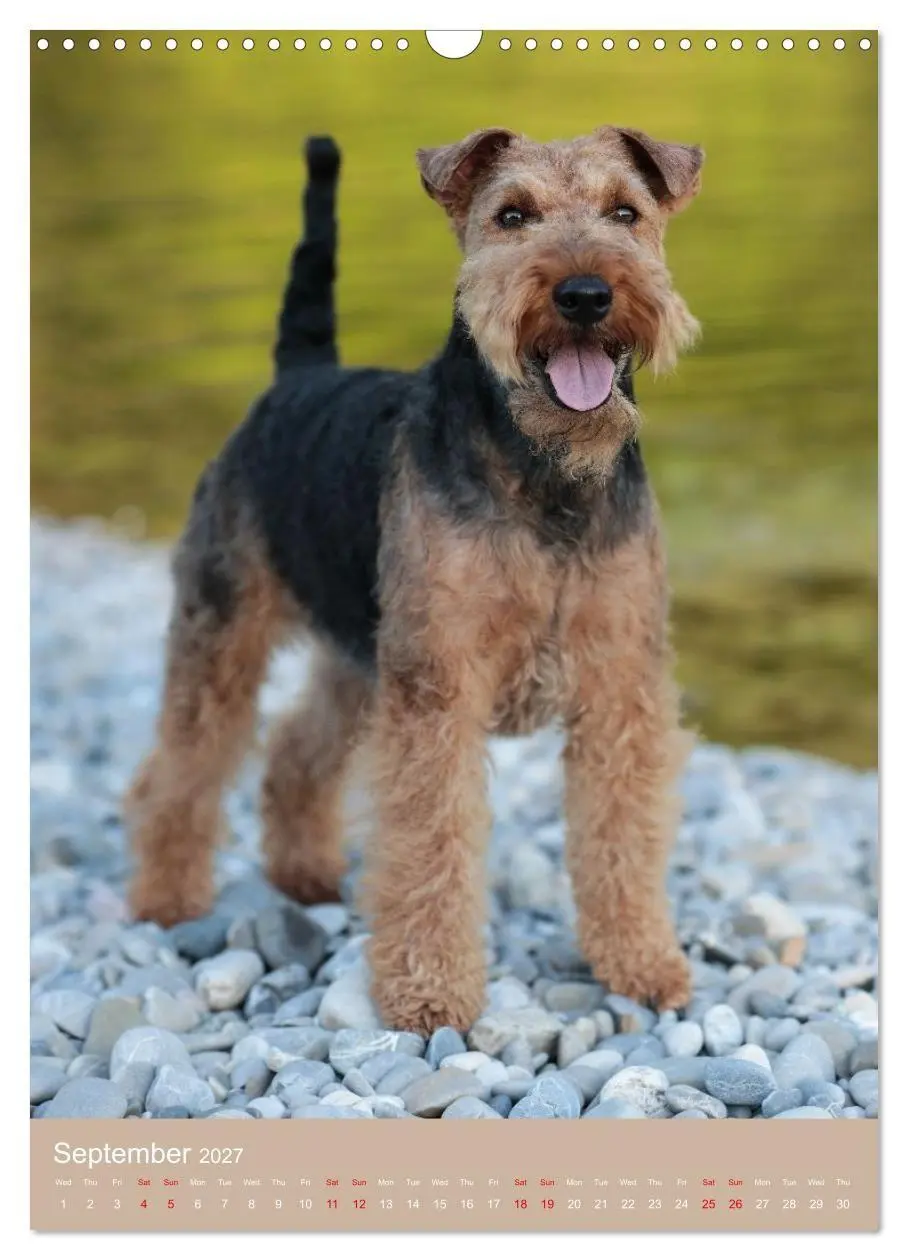 Bild: 9783594405154 | Welsh Terrier - Adventures with a Faithful Friend (Wall Calendar...