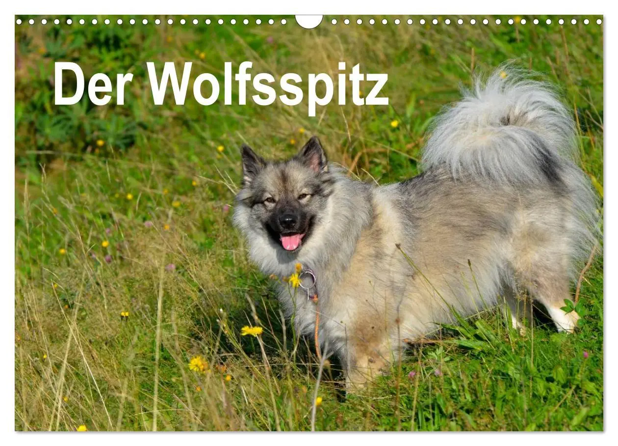 Cover: 9783516195354 | Der Wolfsspitz (Wandkalender 2026 DIN A3 quer), CALVENDO...