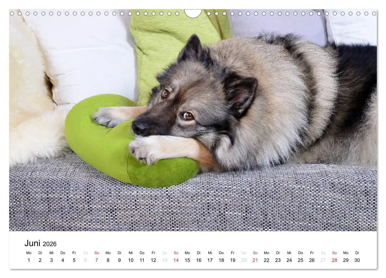 Bild: 9783516195354 | Der Wolfsspitz (Wandkalender 2026 DIN A3 quer), CALVENDO...