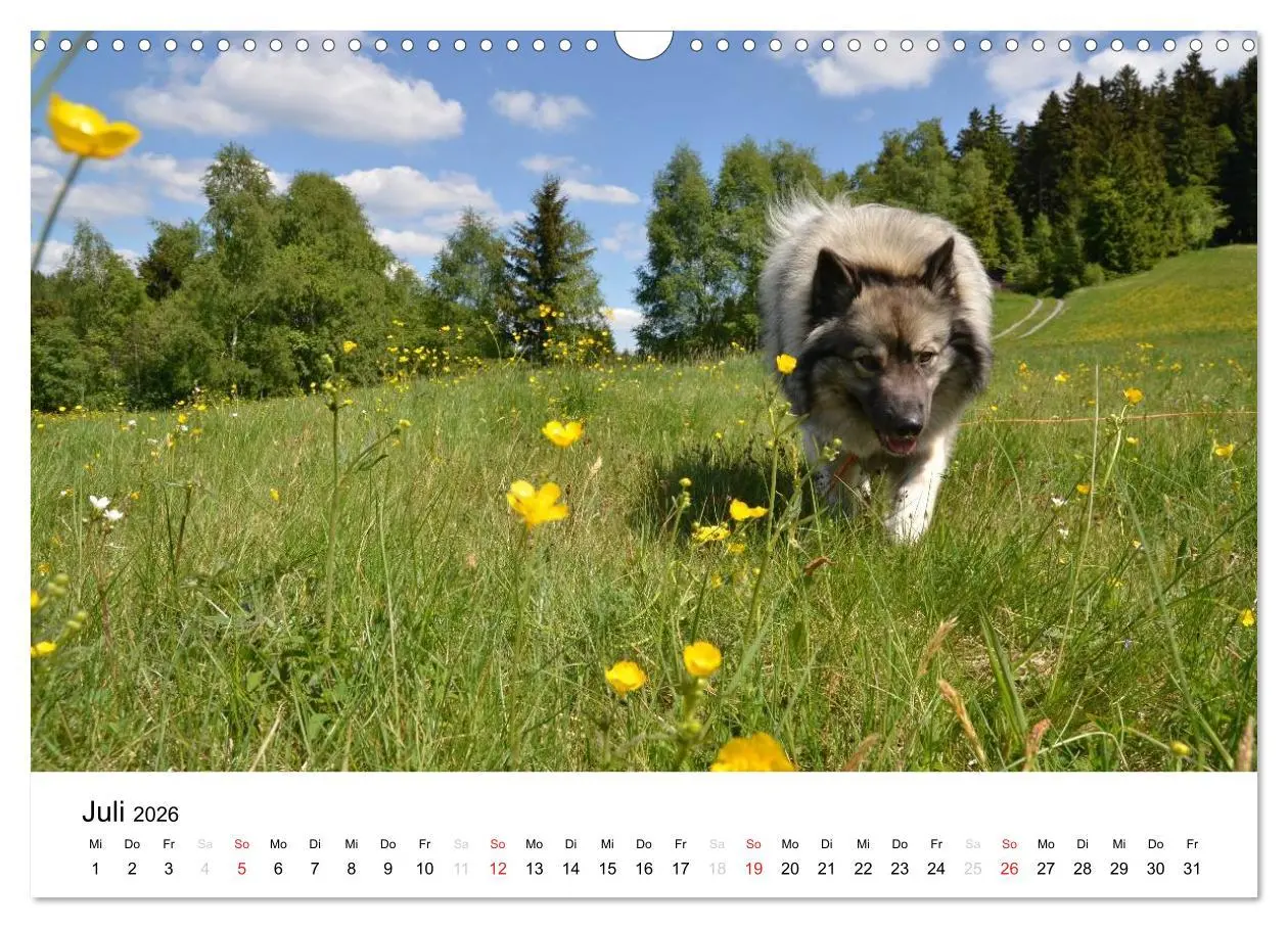 Bild: 9783516195354 | Der Wolfsspitz (Wandkalender 2026 DIN A3 quer), CALVENDO...