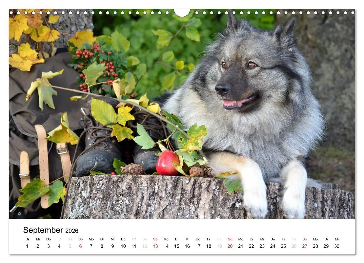 Bild: 9783516195354 | Der Wolfsspitz (Wandkalender 2026 DIN A3 quer), CALVENDO...