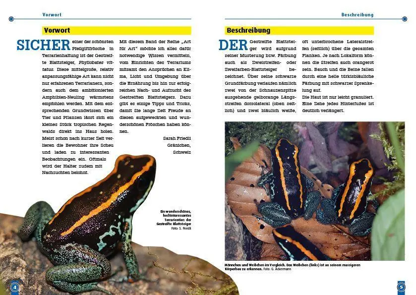 Bild: 9783866595354 | Der Gestreifte Blattsteiger | Phyllobates vittatus | Sarah Friedli