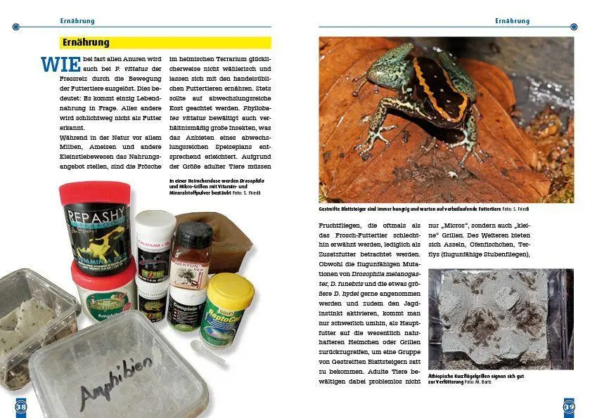 Bild: 9783866595354 | Der Gestreifte Blattsteiger | Phyllobates vittatus | Sarah Friedli
