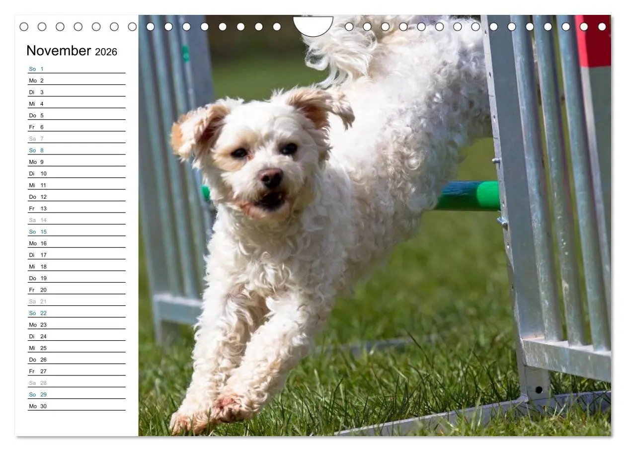 Bild: 9783516015454 | Agility - Sport und Spass (Wandkalender 2026 DIN A4 quer), CALVENDO...