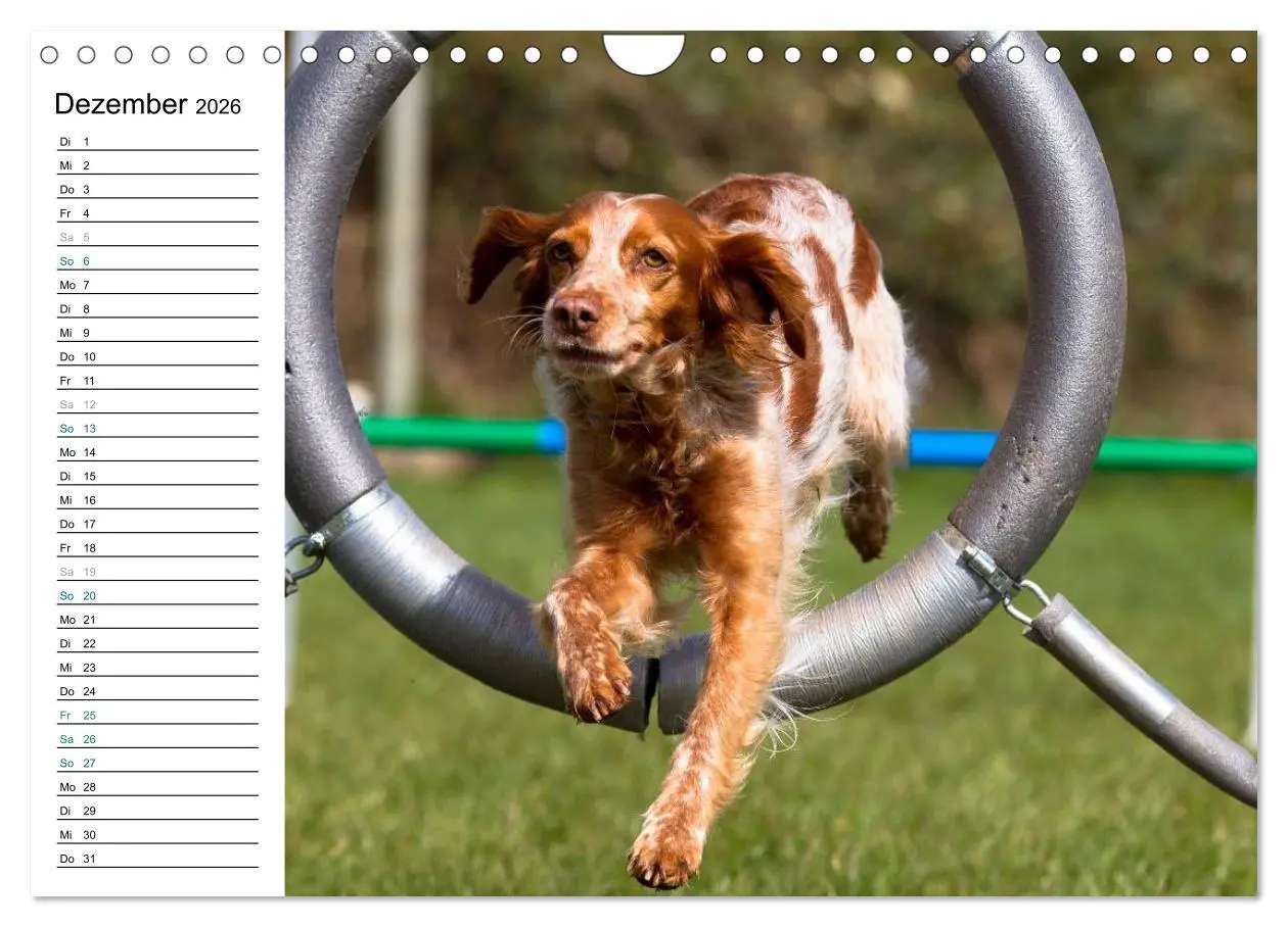 Bild: 9783516015454 | Agility - Sport und Spass (Wandkalender 2026 DIN A4 quer), CALVENDO...