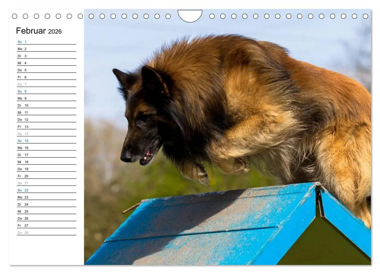 Bild: 9783516015454 | Agility - Sport und Spass (Wandkalender 2026 DIN A4 quer), CALVENDO...