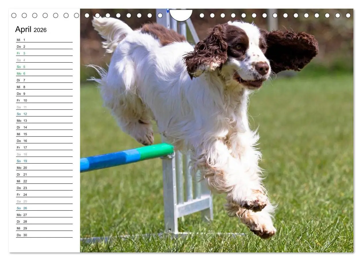 Bild: 9783516015454 | Agility - Sport und Spass (Wandkalender 2026 DIN A4 quer), CALVENDO...