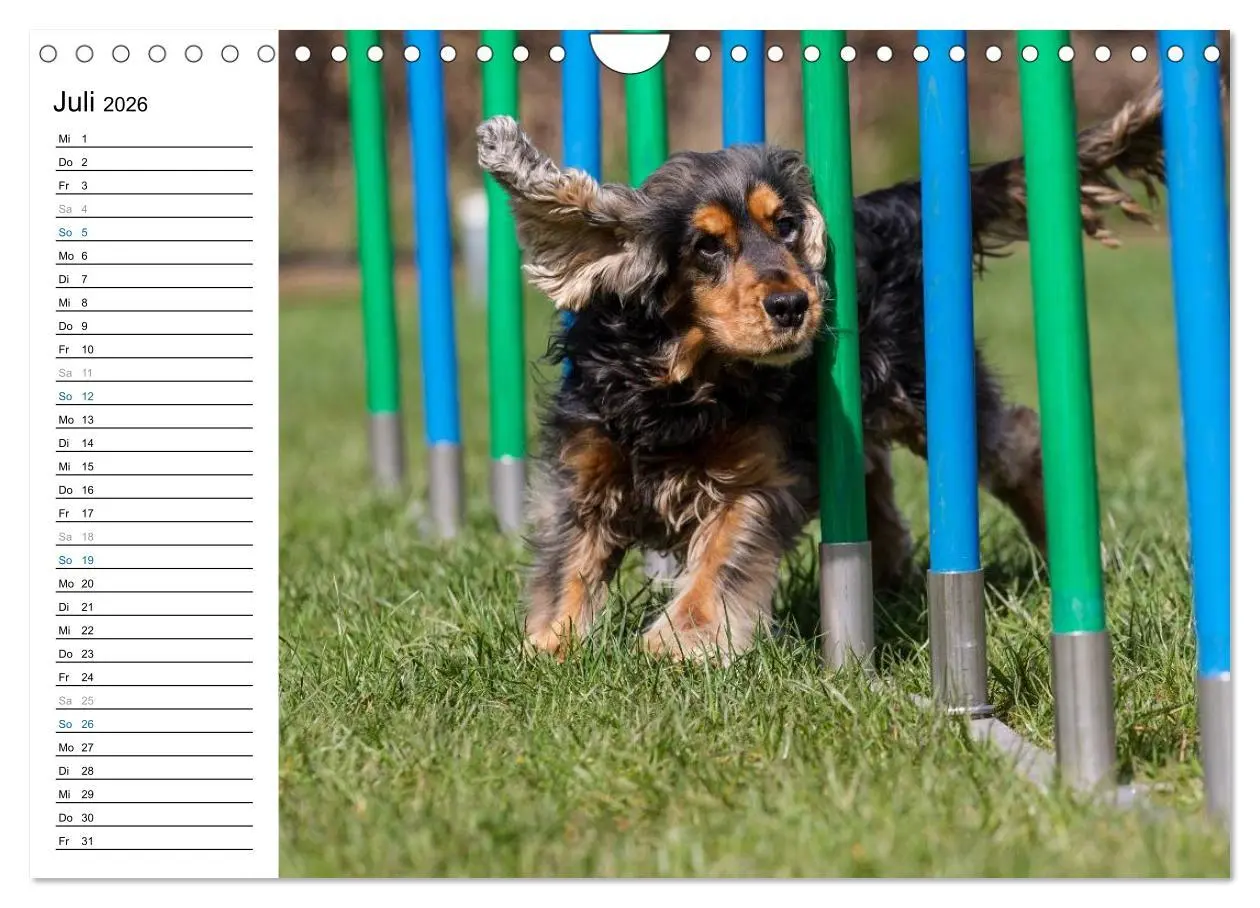 Bild: 9783516015454 | Agility - Sport und Spass (Wandkalender 2026 DIN A4 quer), CALVENDO...