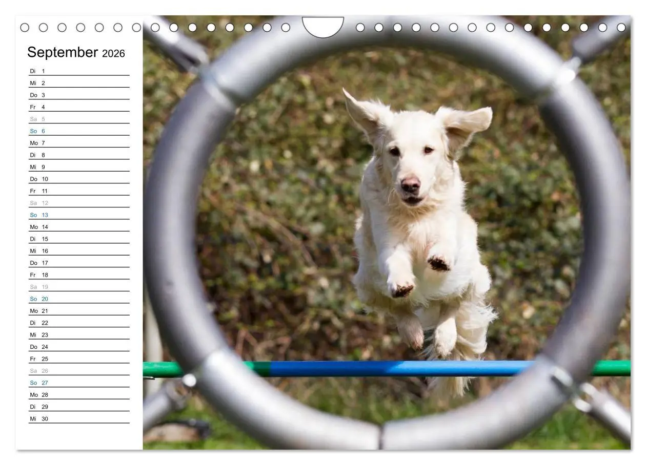Bild: 9783516015454 | Agility - Sport und Spass (Wandkalender 2026 DIN A4 quer), CALVENDO...