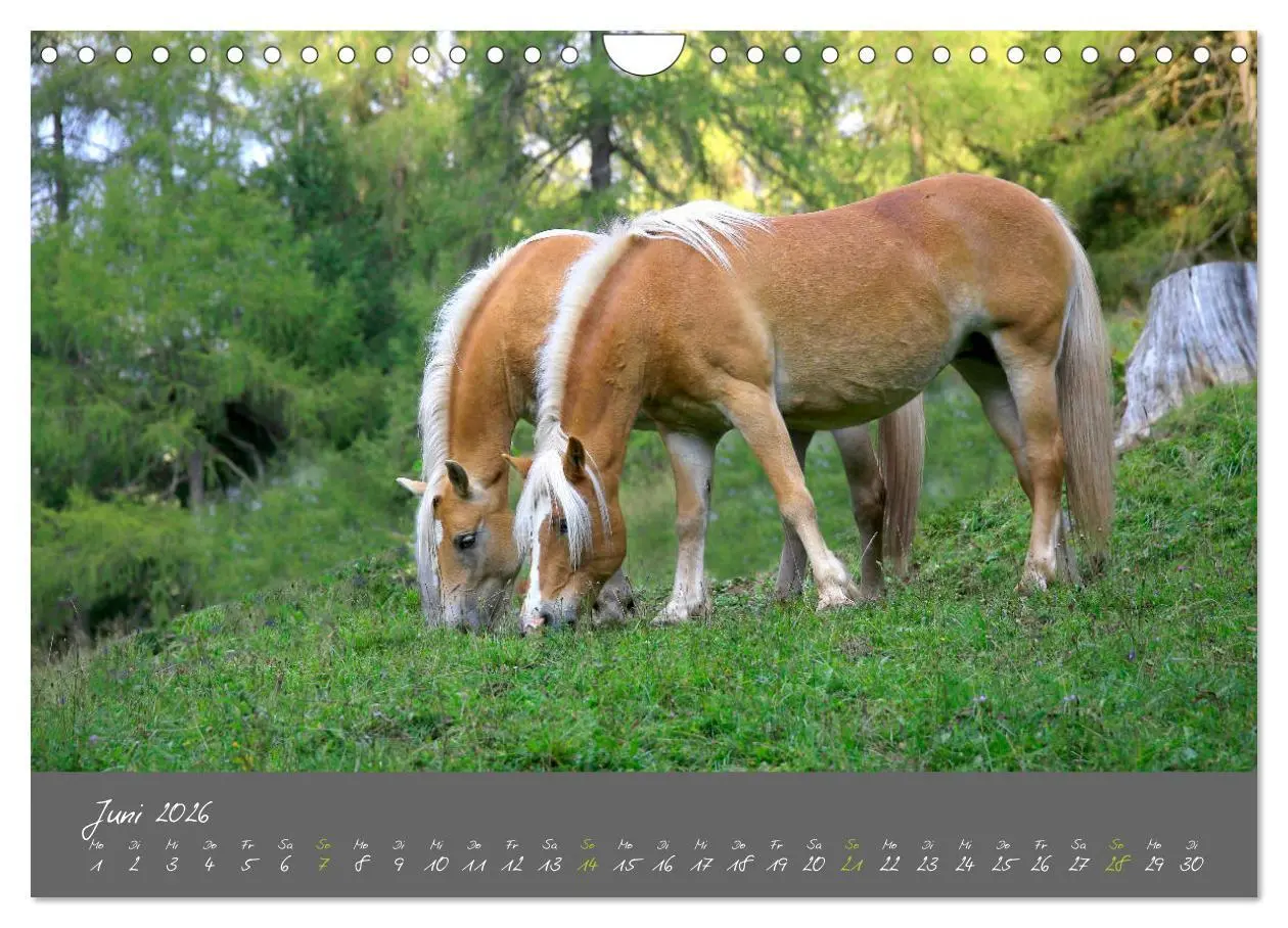 Bild: 9783457775554 | Romantisches Südtirol (Wandkalender 2026 DIN A4 quer), CALVENDO...