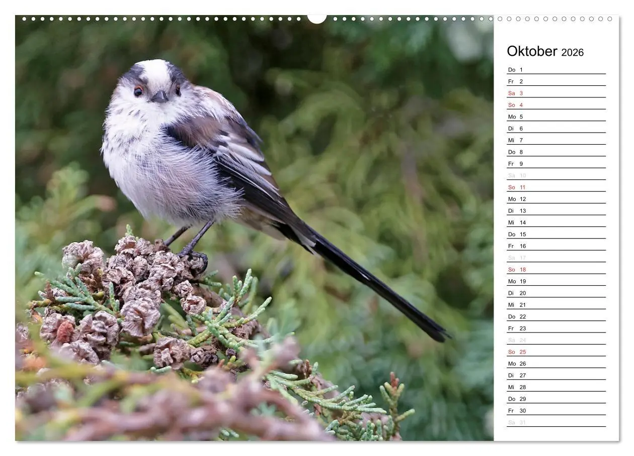 Bild: 9783516005554 | Unsere heimischen Gartenvögel (hochwertiger Premium Wandkalender...