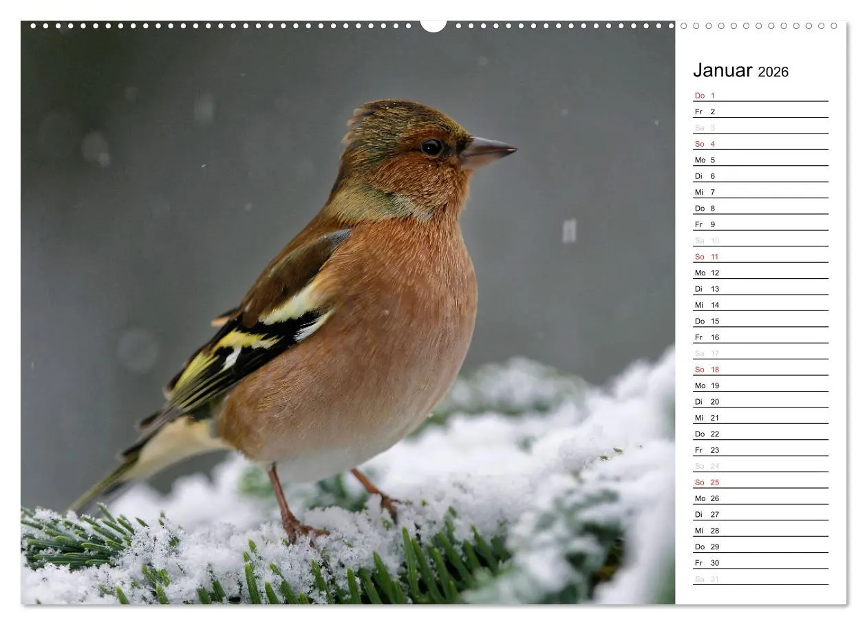 Bild: 9783516005554 | Unsere heimischen Gartenvögel (hochwertiger Premium Wandkalender...