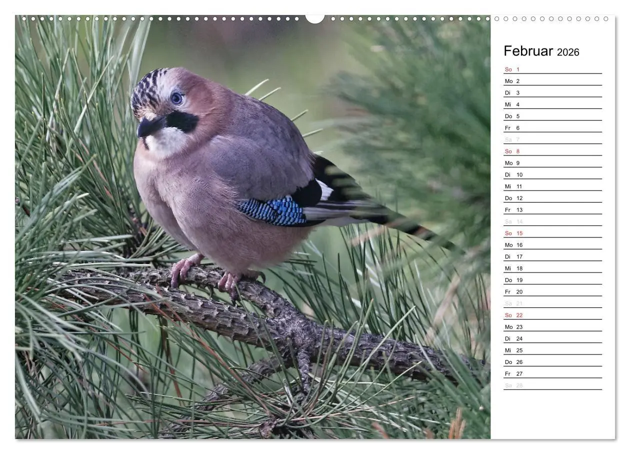 Bild: 9783516005554 | Unsere heimischen Gartenvögel (hochwertiger Premium Wandkalender...