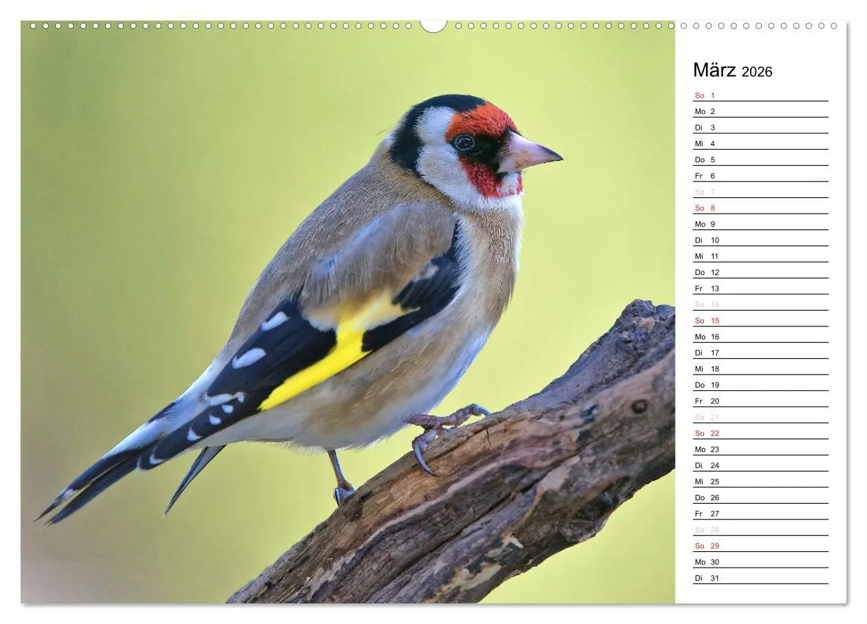Bild: 9783516005554 | Unsere heimischen Gartenvögel (hochwertiger Premium Wandkalender...
