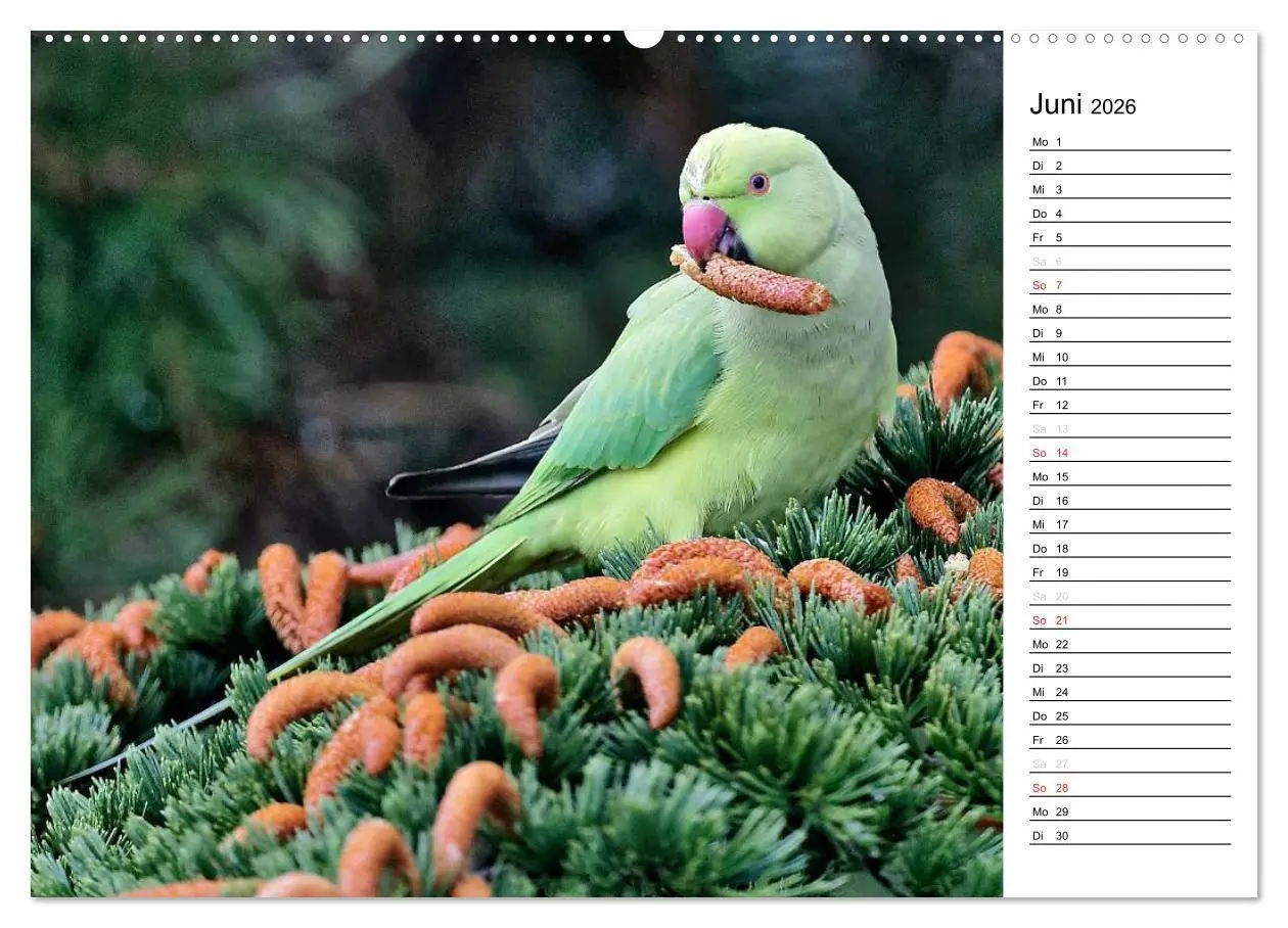 Bild: 9783516005554 | Unsere heimischen Gartenvögel (hochwertiger Premium Wandkalender...