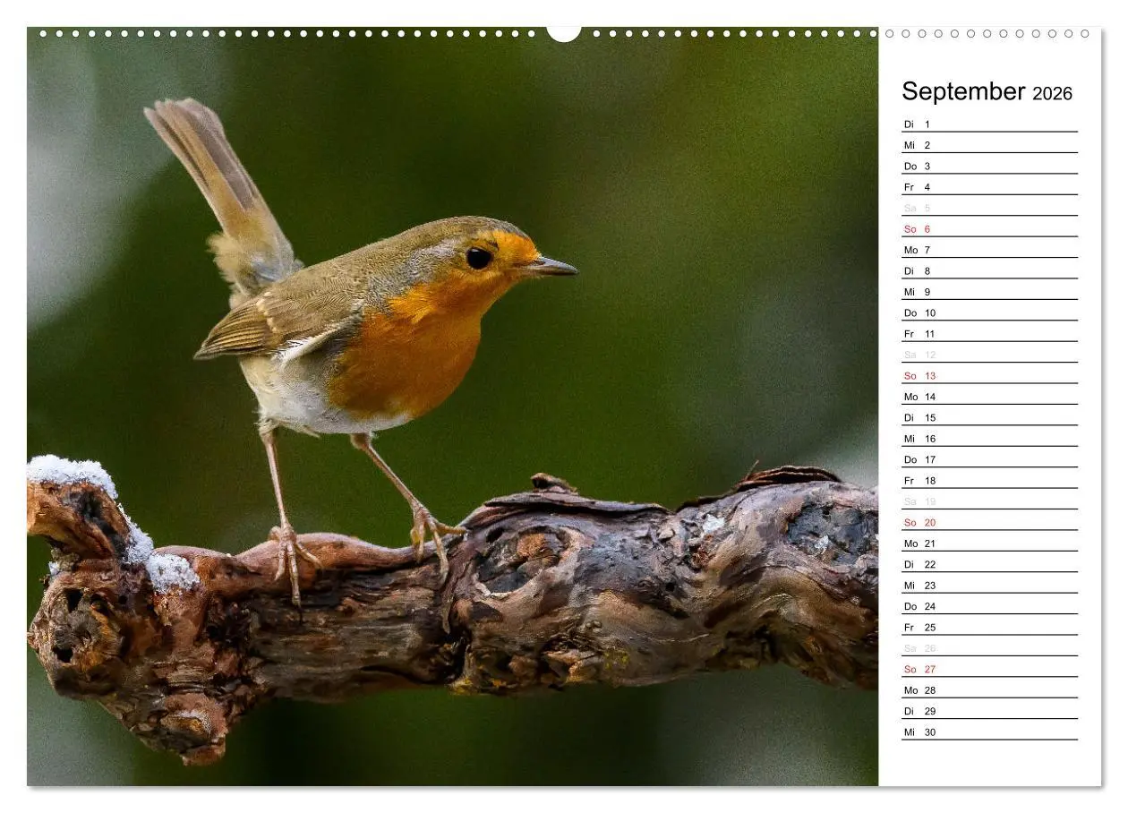 Bild: 9783516005554 | Unsere heimischen Gartenvögel (hochwertiger Premium Wandkalender...