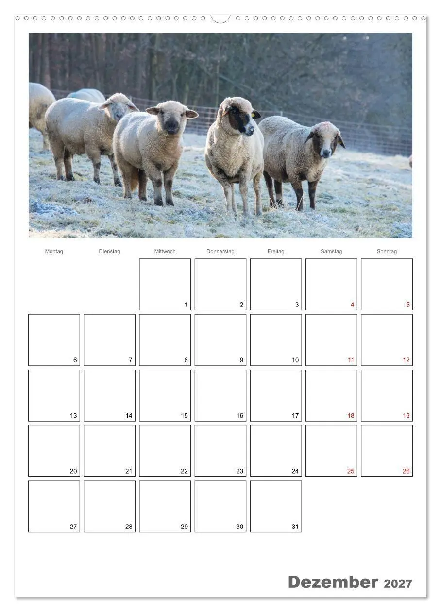 Bild: 9783569705654 | Schafe - 12 Monate in der Herde (hochwertiger Premium Wandkalender...
