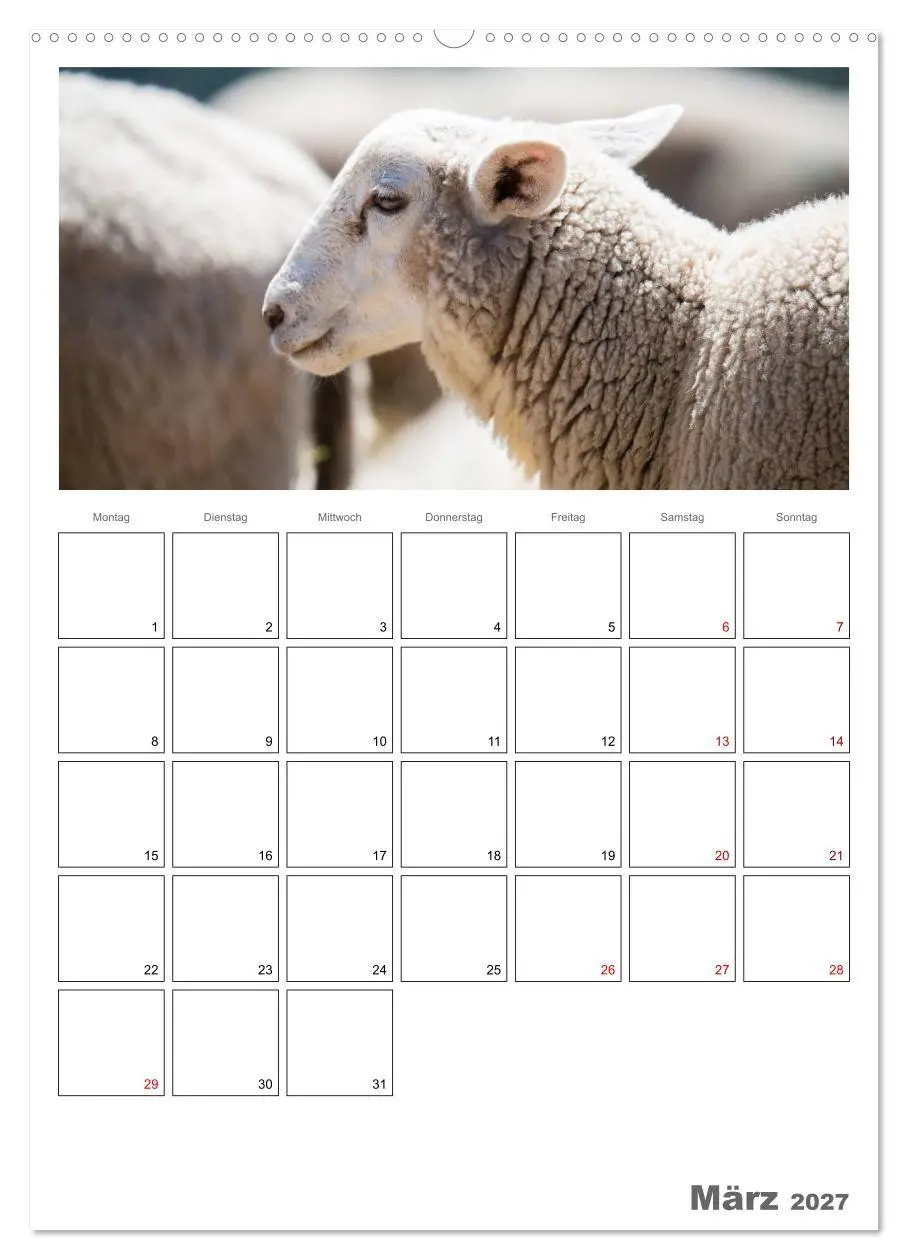 Bild: 9783569705654 | Schafe - 12 Monate in der Herde (hochwertiger Premium Wandkalender...