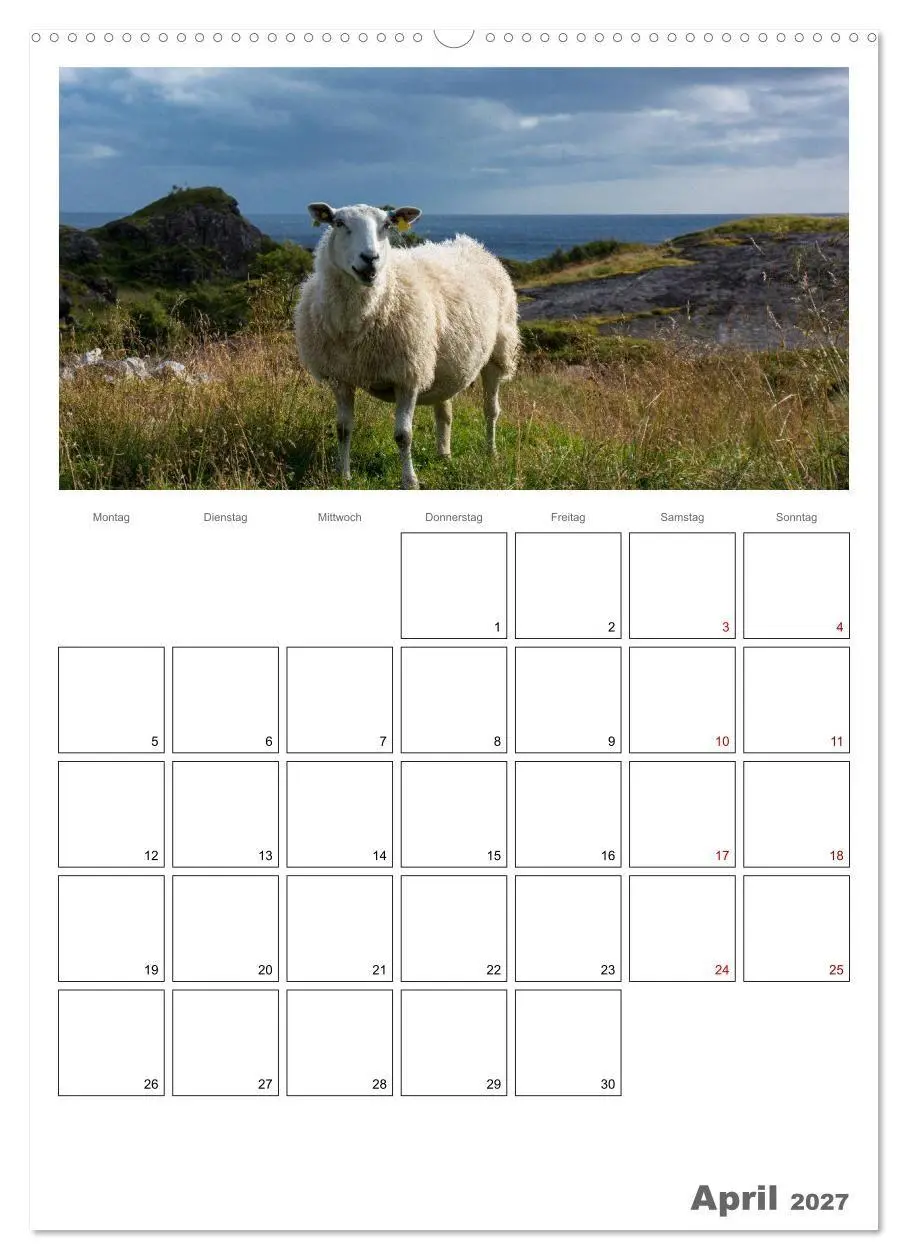 Bild: 9783569705654 | Schafe - 12 Monate in der Herde (hochwertiger Premium Wandkalender...