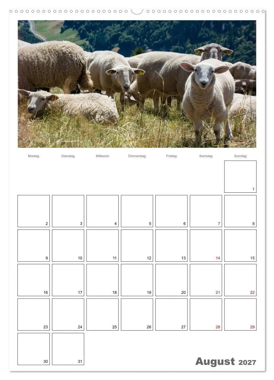Bild: 9783569705654 | Schafe - 12 Monate in der Herde (hochwertiger Premium Wandkalender...