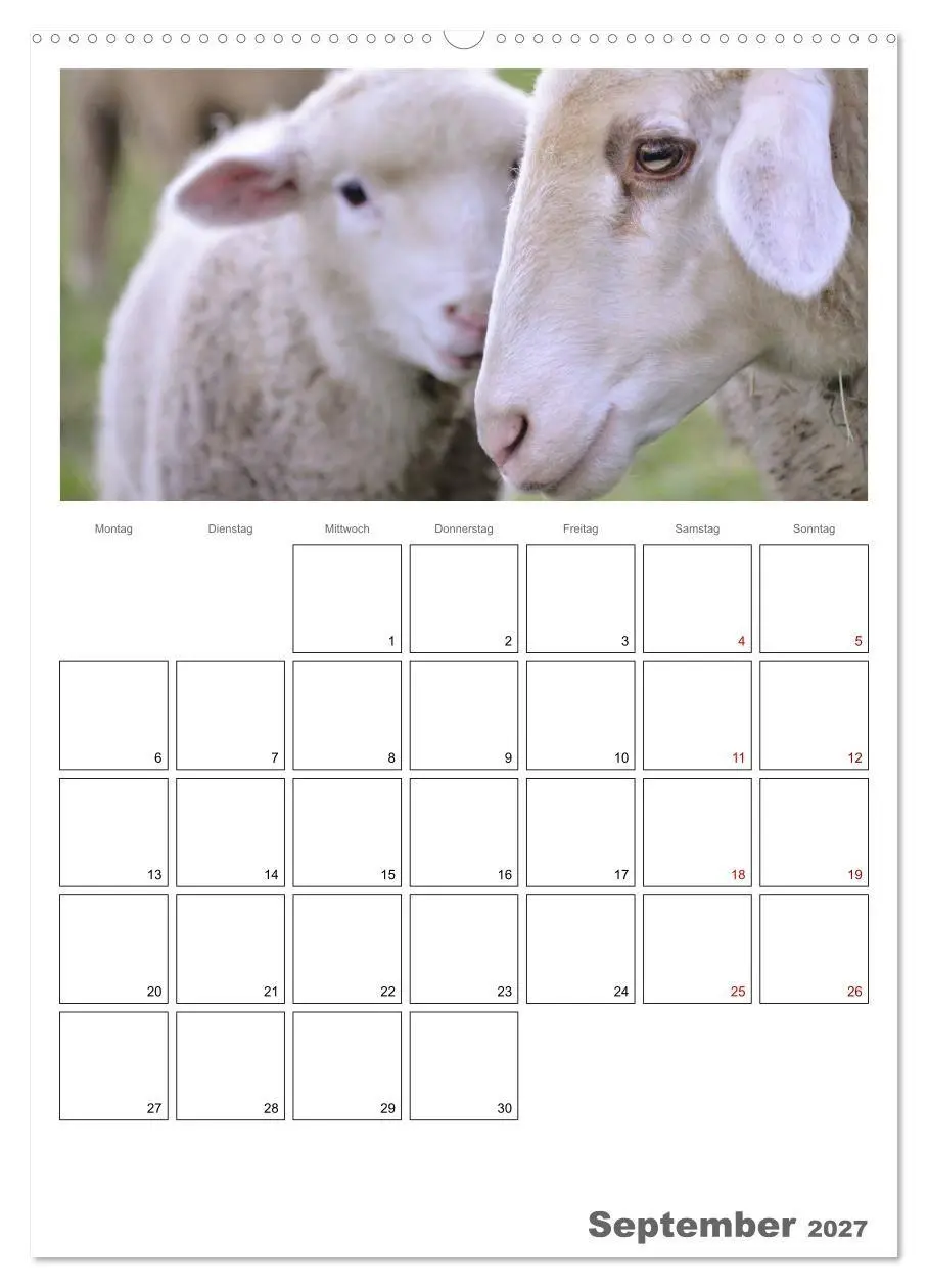 Bild: 9783569705654 | Schafe - 12 Monate in der Herde (hochwertiger Premium Wandkalender...