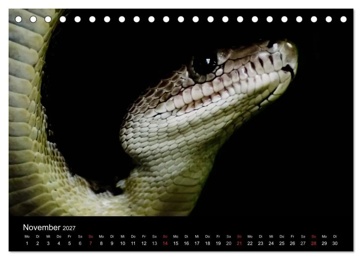 Bild: 9783594145654 | Schlangen (Tischkalender 2027 DIN A5 quer), CALVENDO Monatskalender