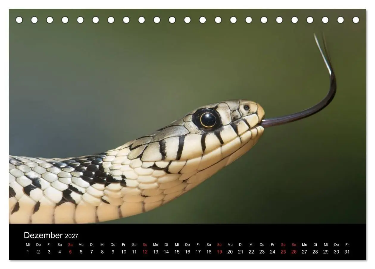 Bild: 9783594145654 | Schlangen (Tischkalender 2027 DIN A5 quer), CALVENDO Monatskalender