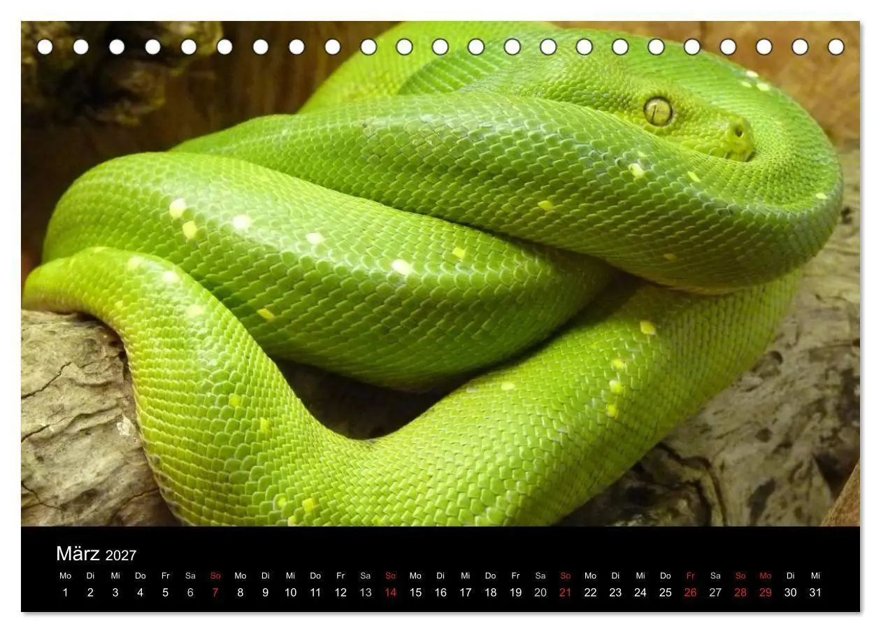 Bild: 9783594145654 | Schlangen (Tischkalender 2027 DIN A5 quer), CALVENDO Monatskalender