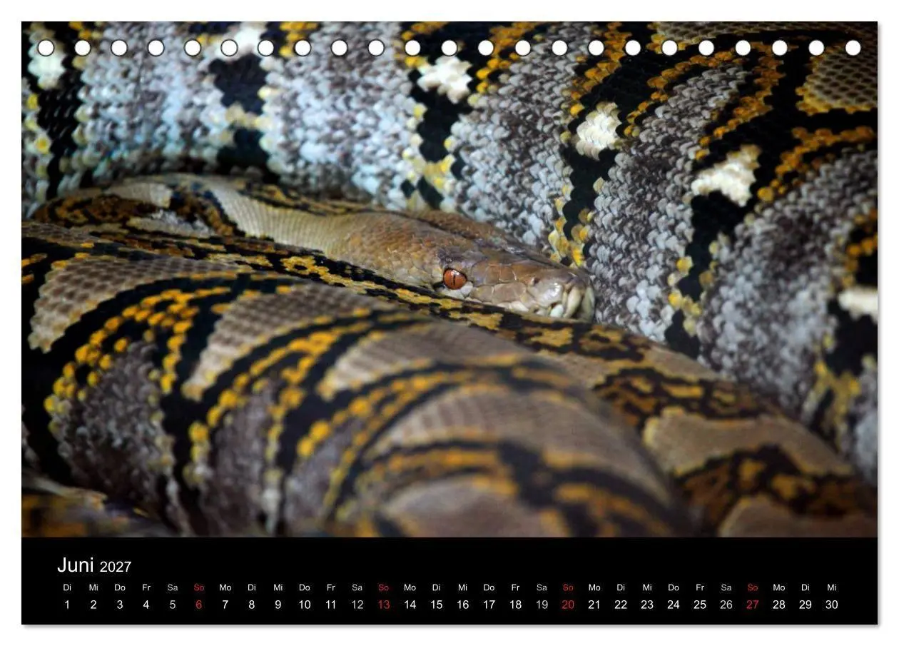 Bild: 9783594145654 | Schlangen (Tischkalender 2027 DIN A5 quer), CALVENDO Monatskalender