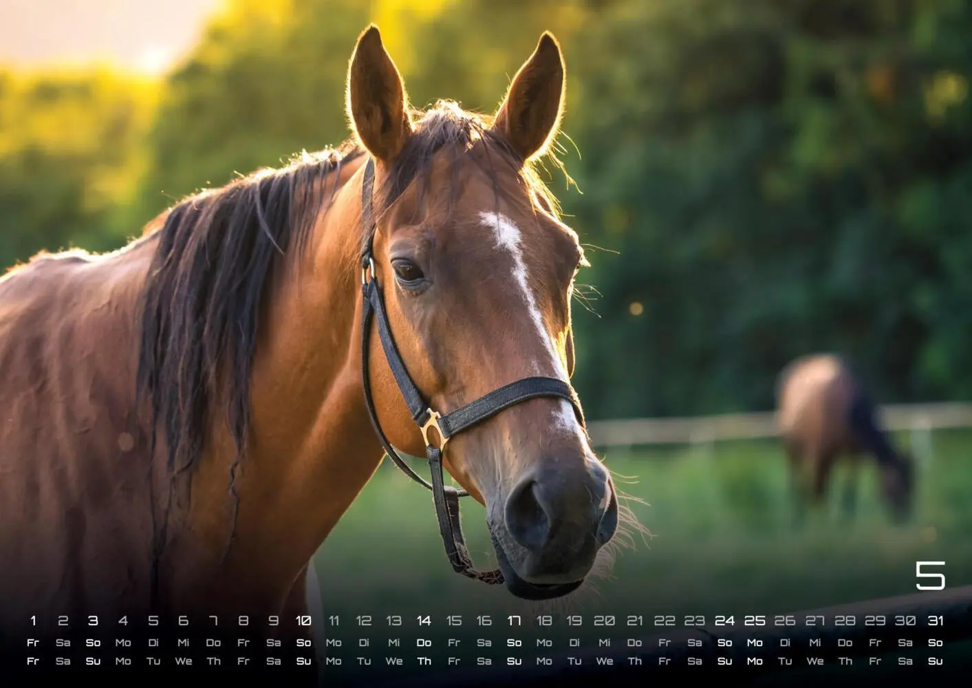 Bild: 9783986735654 | Pferdegeflüster - Der Pferdekalender - 2026 - Kalender DIN A3 | 15 S.