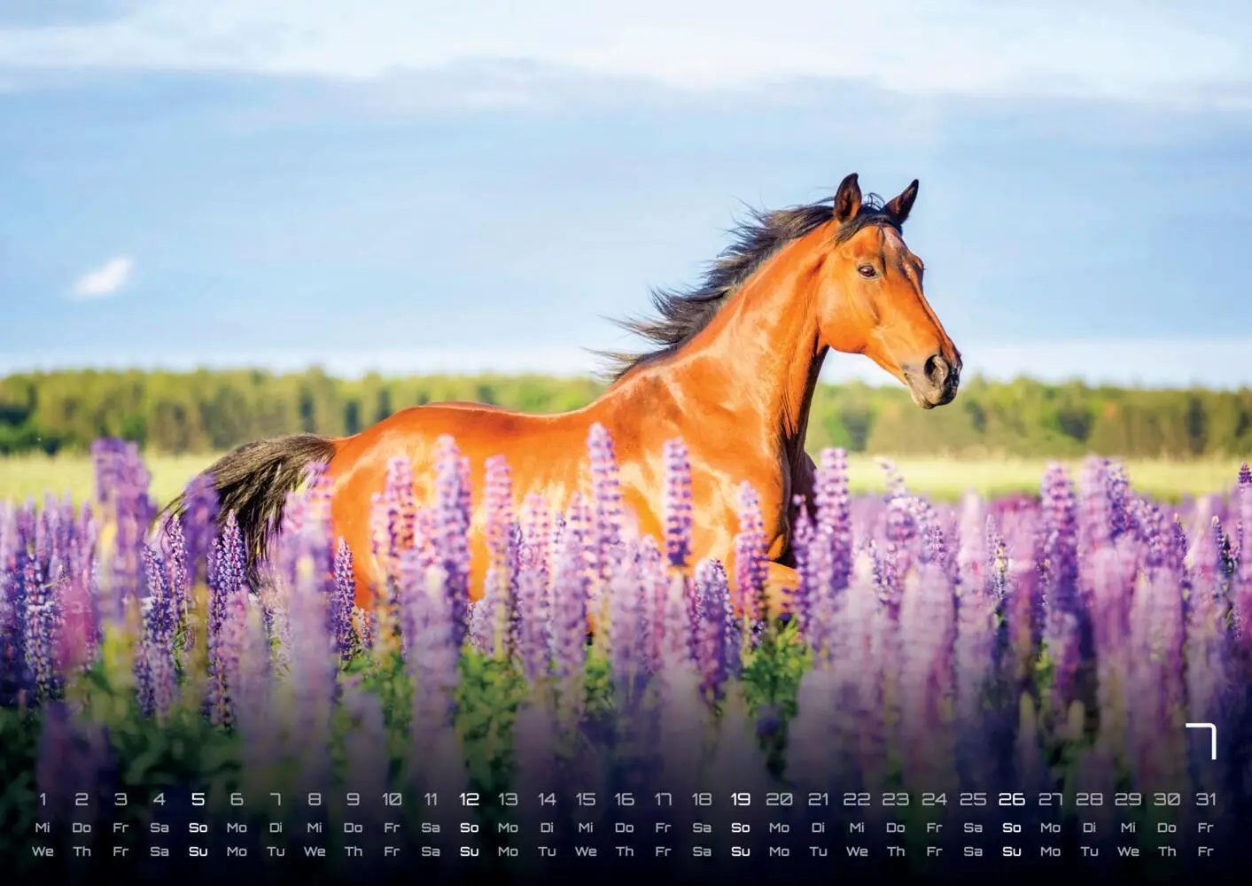 Bild: 9783986735654 | Pferdegeflüster - Der Pferdekalender - 2026 - Kalender DIN A3 | 15 S.