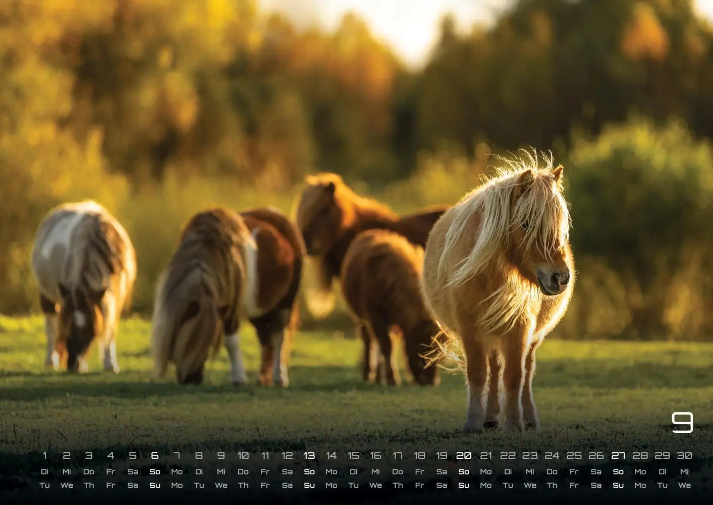 Bild: 9783986735654 | Pferdegeflüster - Der Pferdekalender - 2026 - Kalender DIN A3 | 15 S.