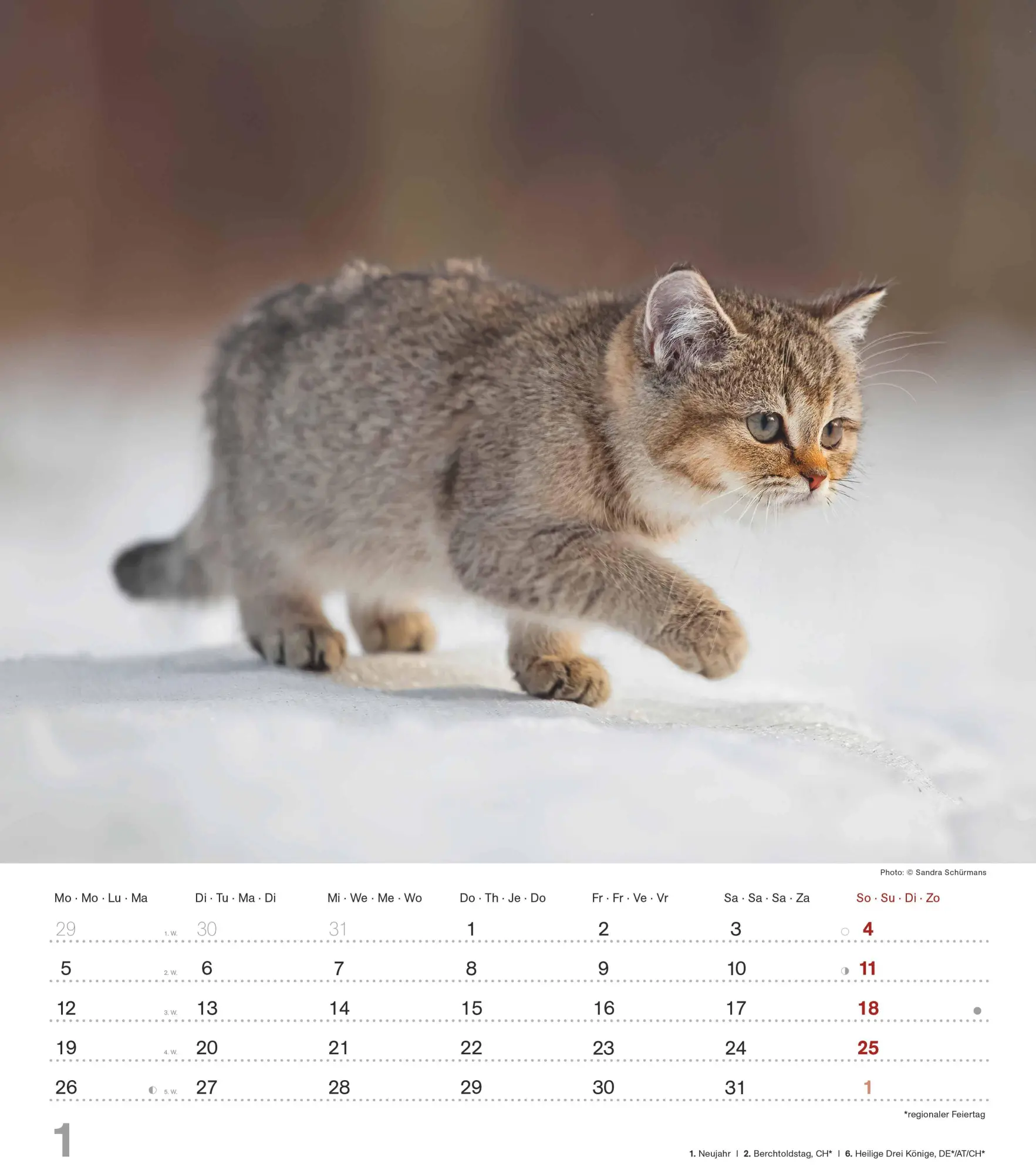 Bild: 4069095005754 | Niedliche Katzenkinder 2026 - Wand-Kalender - Tier-Kalender - 30x34