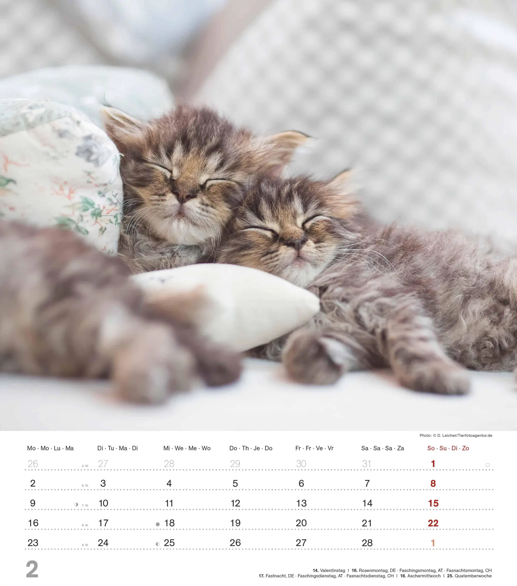 Bild: 4069095005754 | Niedliche Katzenkinder 2026 - Wand-Kalender - Tier-Kalender - 30x34