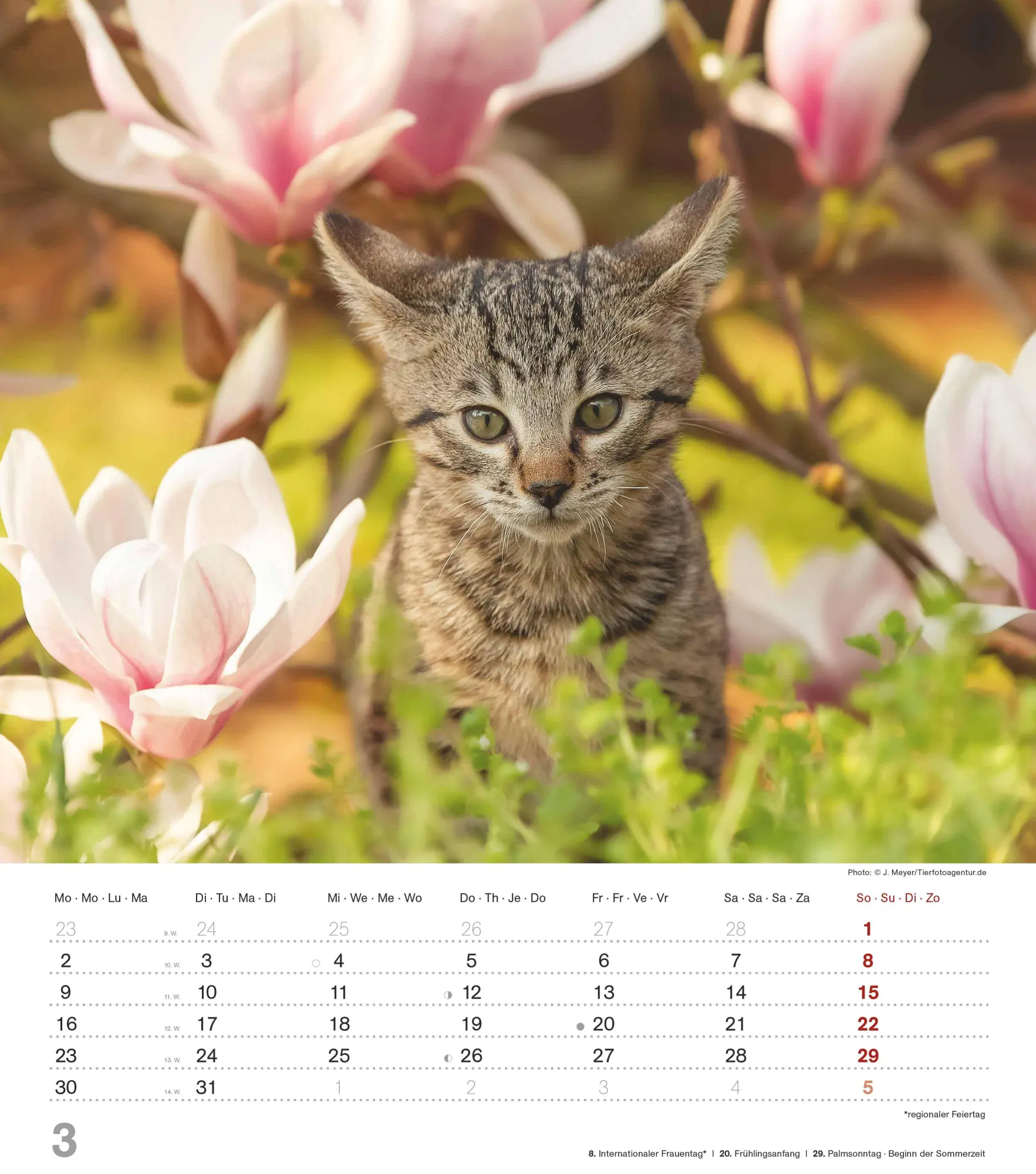 Bild: 4069095005754 | Niedliche Katzenkinder 2026 - Wand-Kalender - Tier-Kalender - 30x34