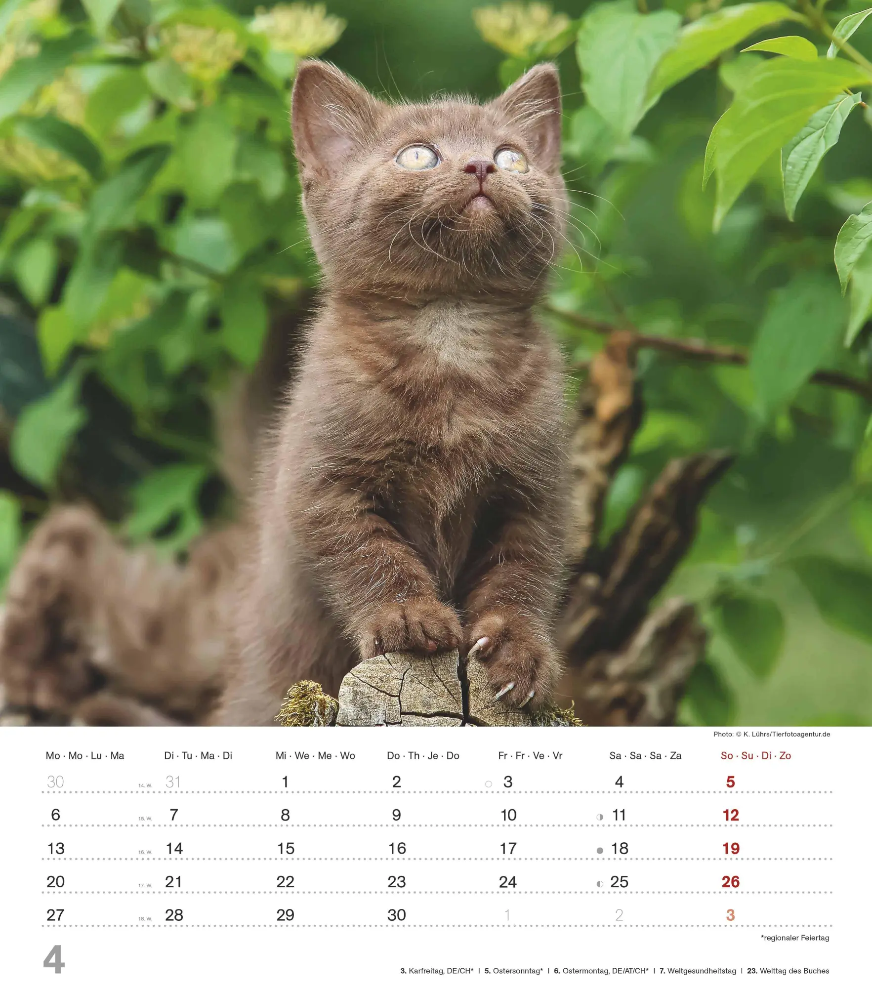 Bild: 4069095005754 | Niedliche Katzenkinder 2026 - Wand-Kalender - Tier-Kalender - 30x34