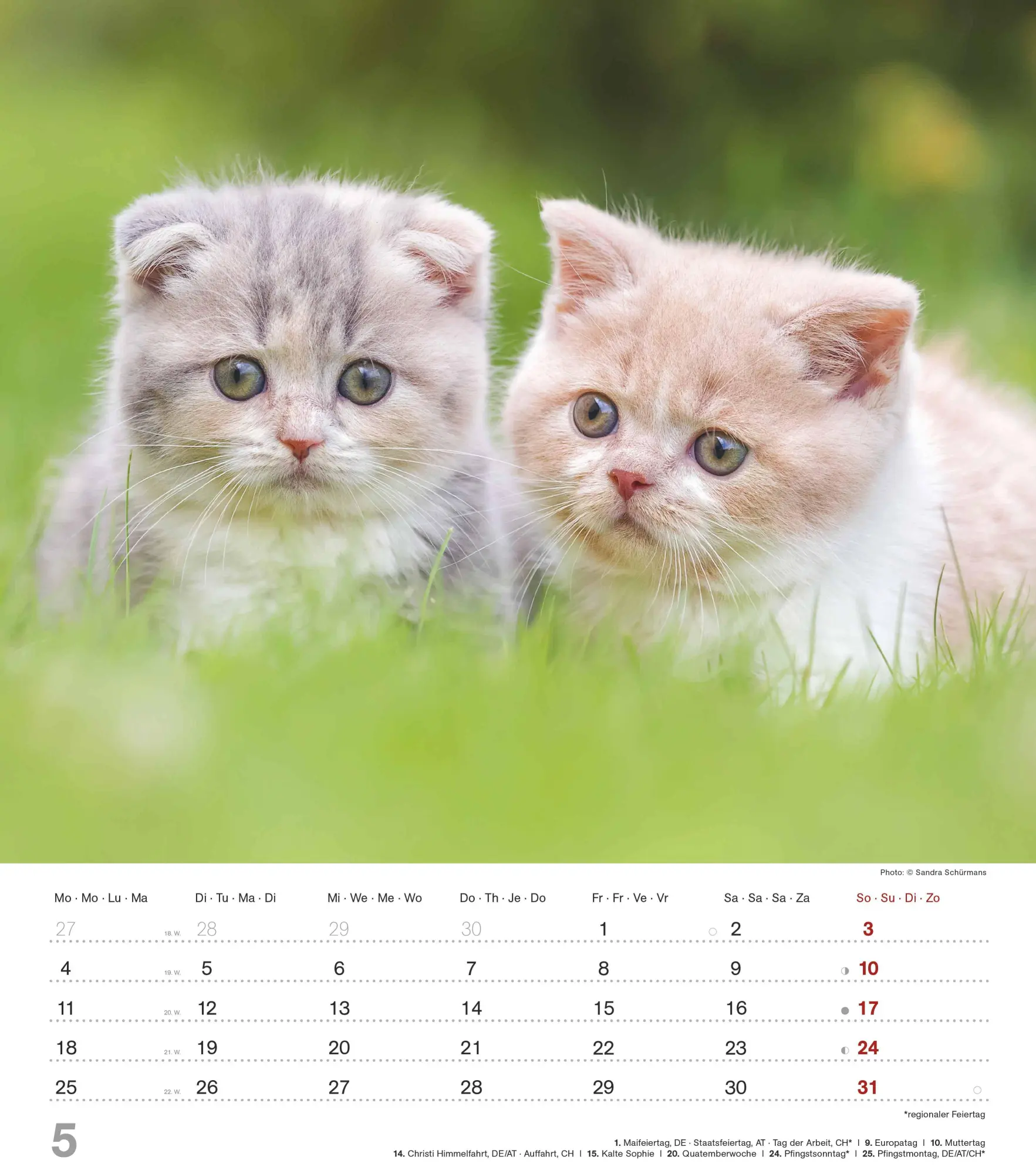 Bild: 4069095005754 | Niedliche Katzenkinder 2026 - Wand-Kalender - Tier-Kalender - 30x34