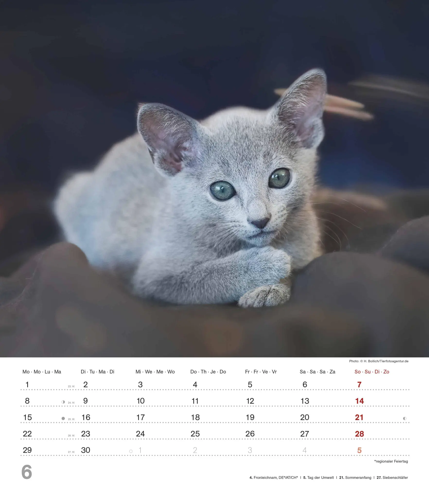Bild: 4069095005754 | Niedliche Katzenkinder 2026 - Wand-Kalender - Tier-Kalender - 30x34