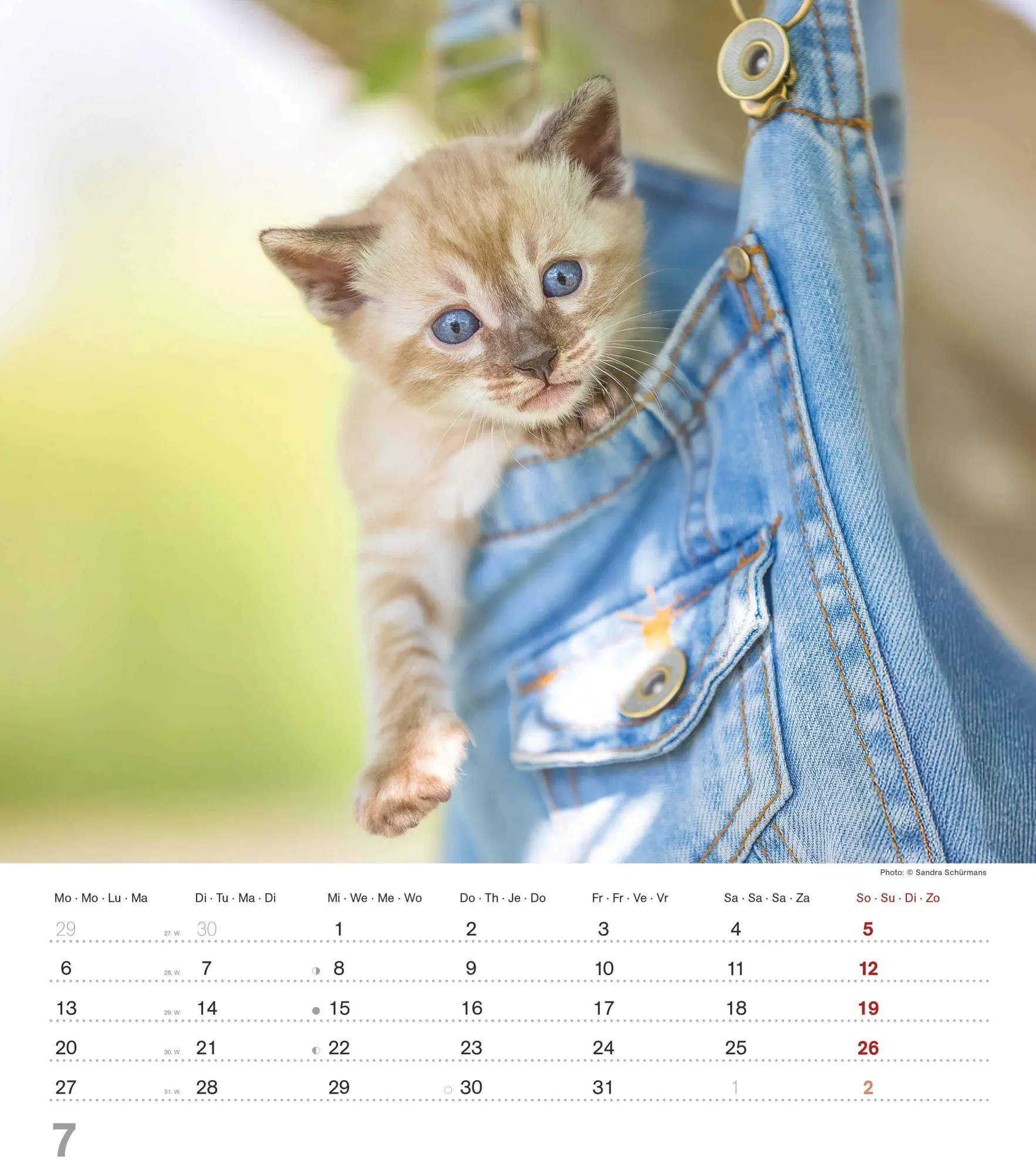 Bild: 4069095005754 | Niedliche Katzenkinder 2026 - Wand-Kalender - Tier-Kalender - 30x34
