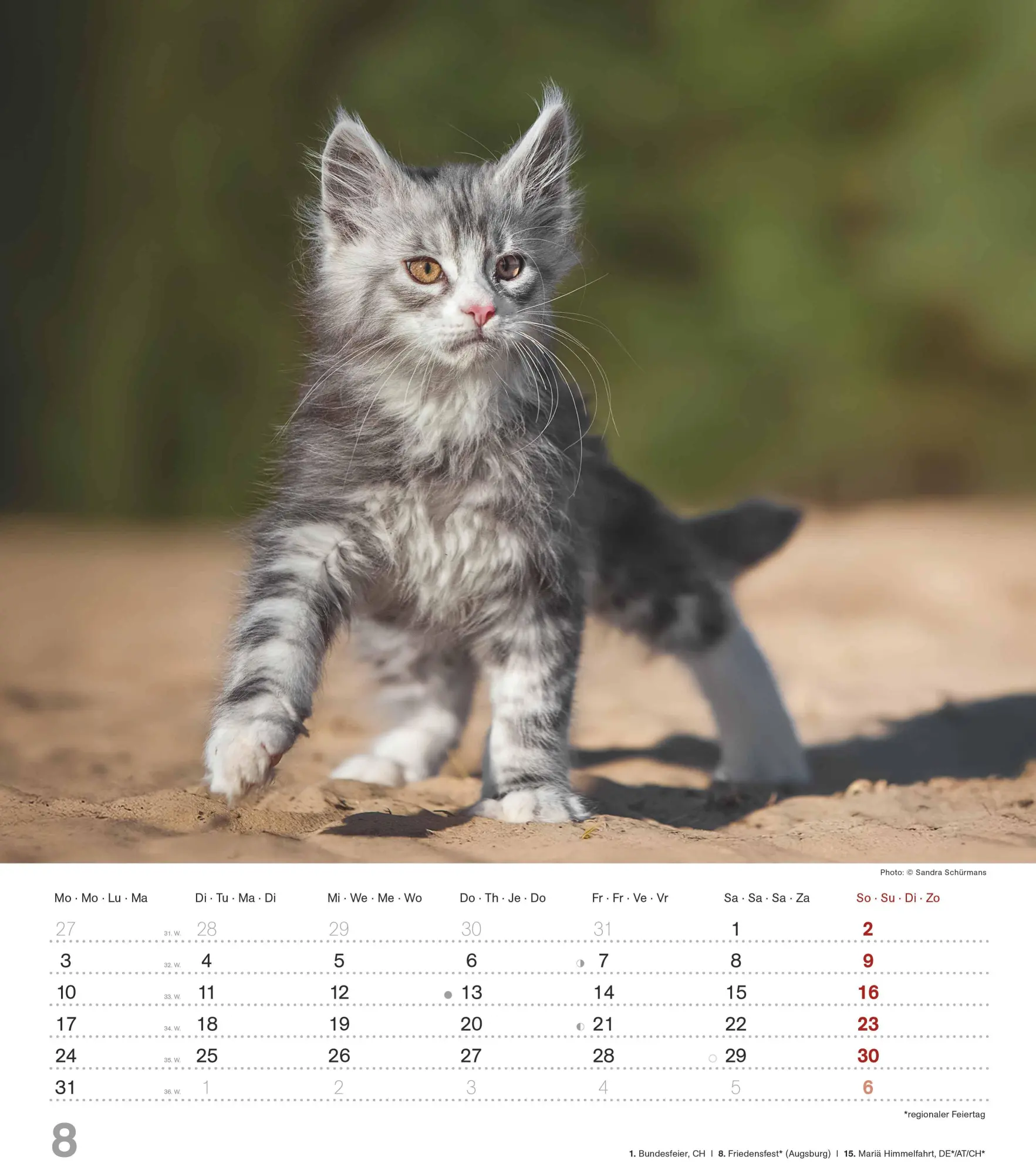 Bild: 4069095005754 | Niedliche Katzenkinder 2026 - Wand-Kalender - Tier-Kalender - 30x34
