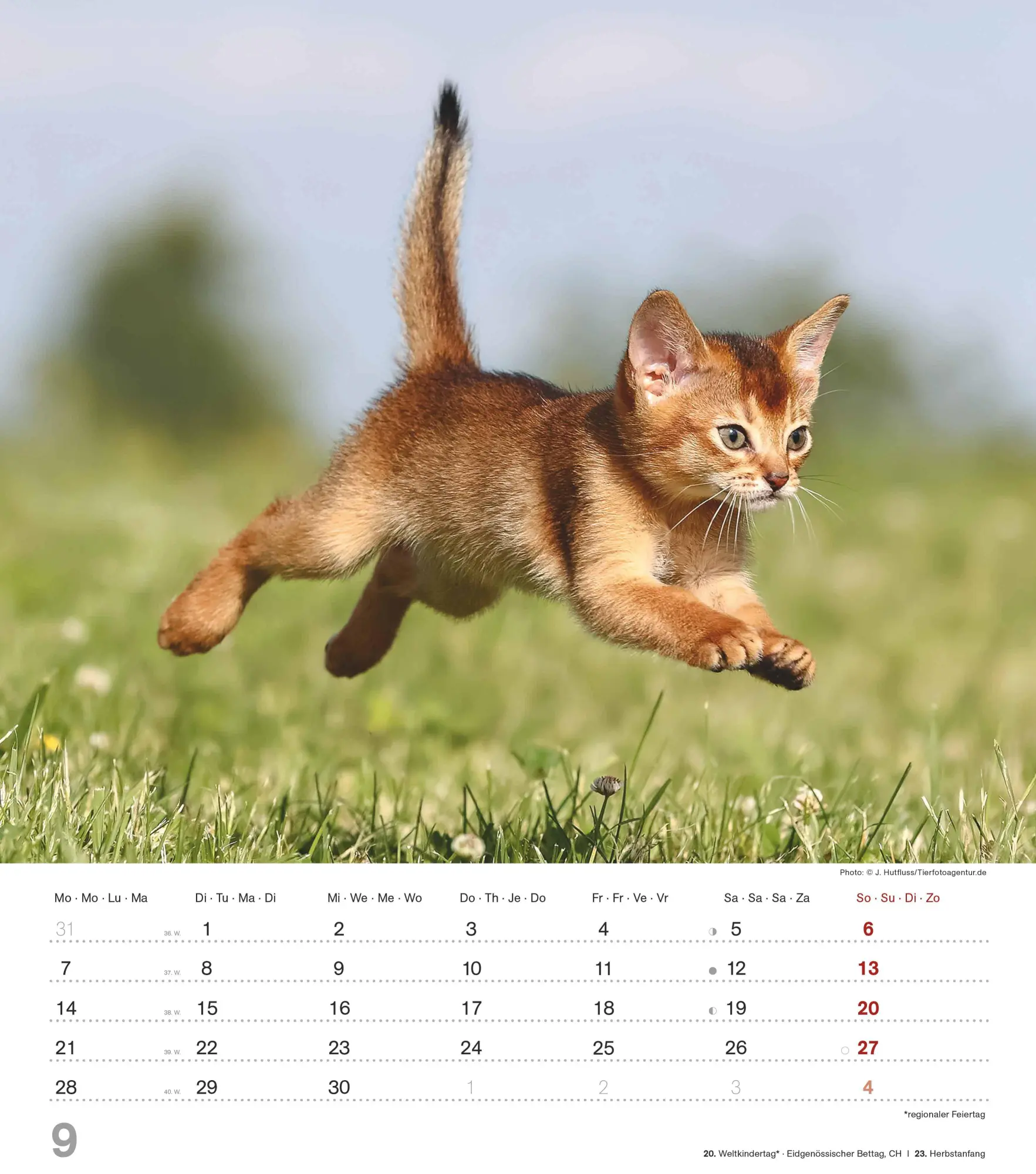 Bild: 4069095005754 | Niedliche Katzenkinder 2026 - Wand-Kalender - Tier-Kalender - 30x34